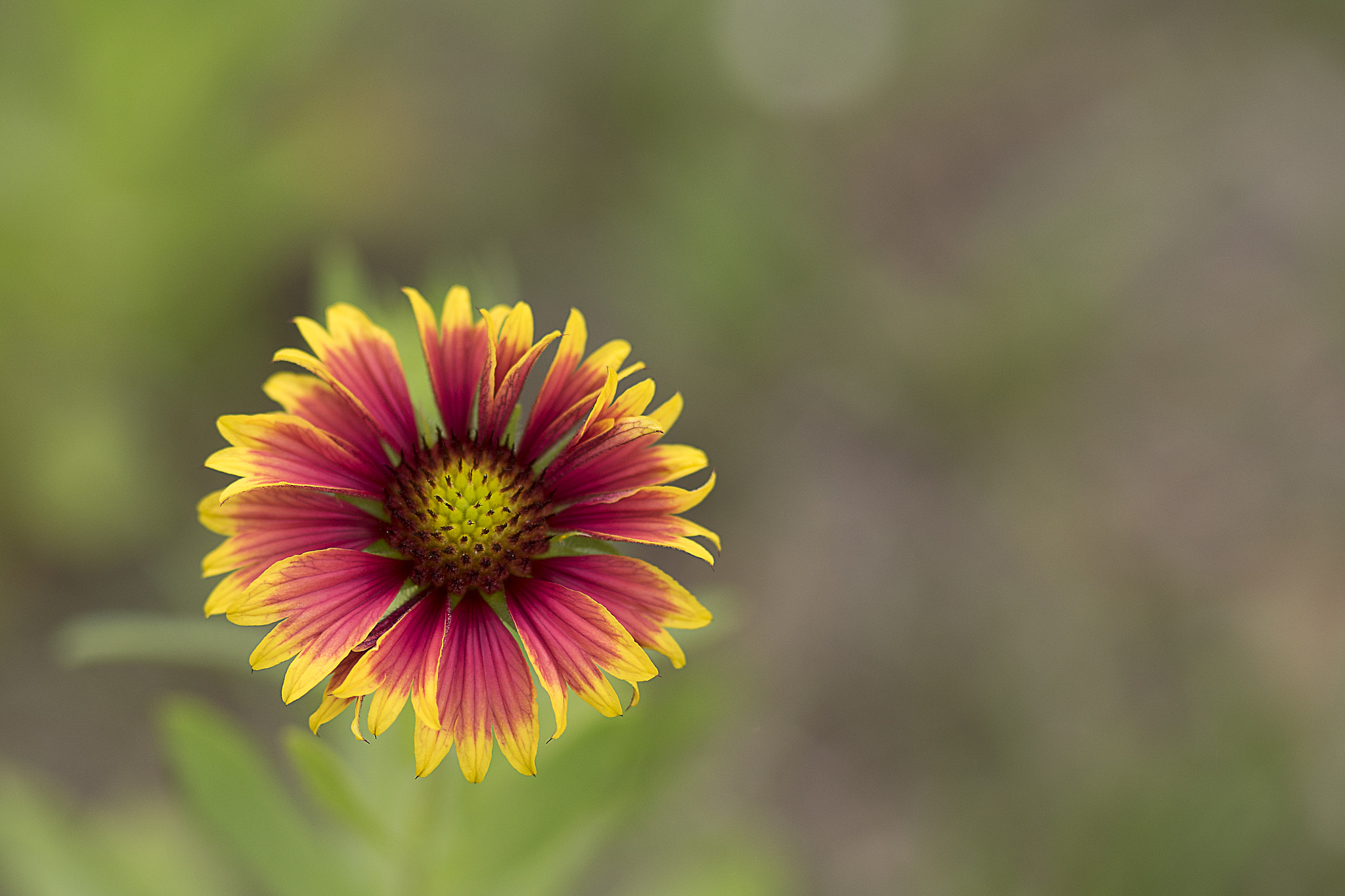 Sony a7 + Sony 70-400mm F4-5.6 G SSM sample photo. Indian blanket photography