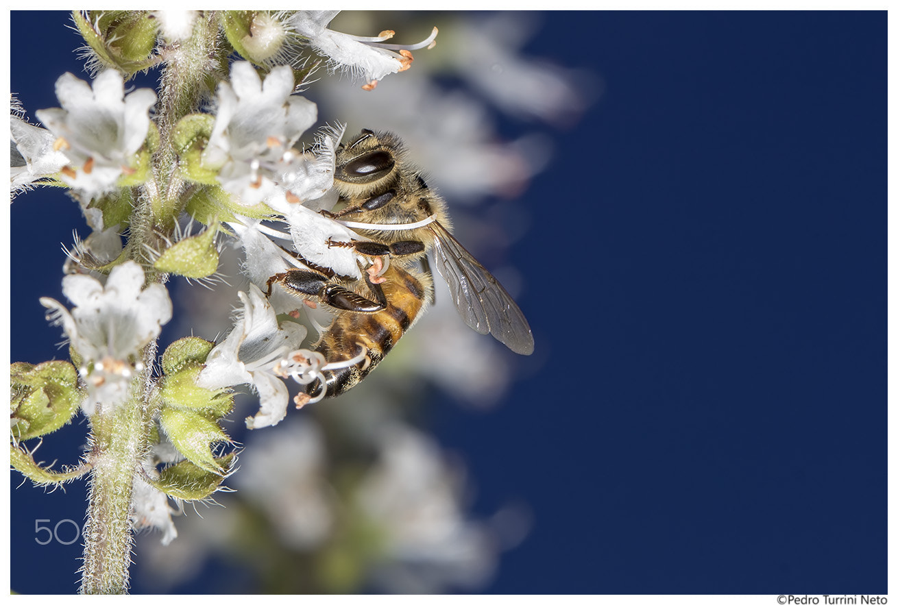 Canon EF 100mm F2.8L Macro IS USM sample photo. Bee pollinating basil flower photography