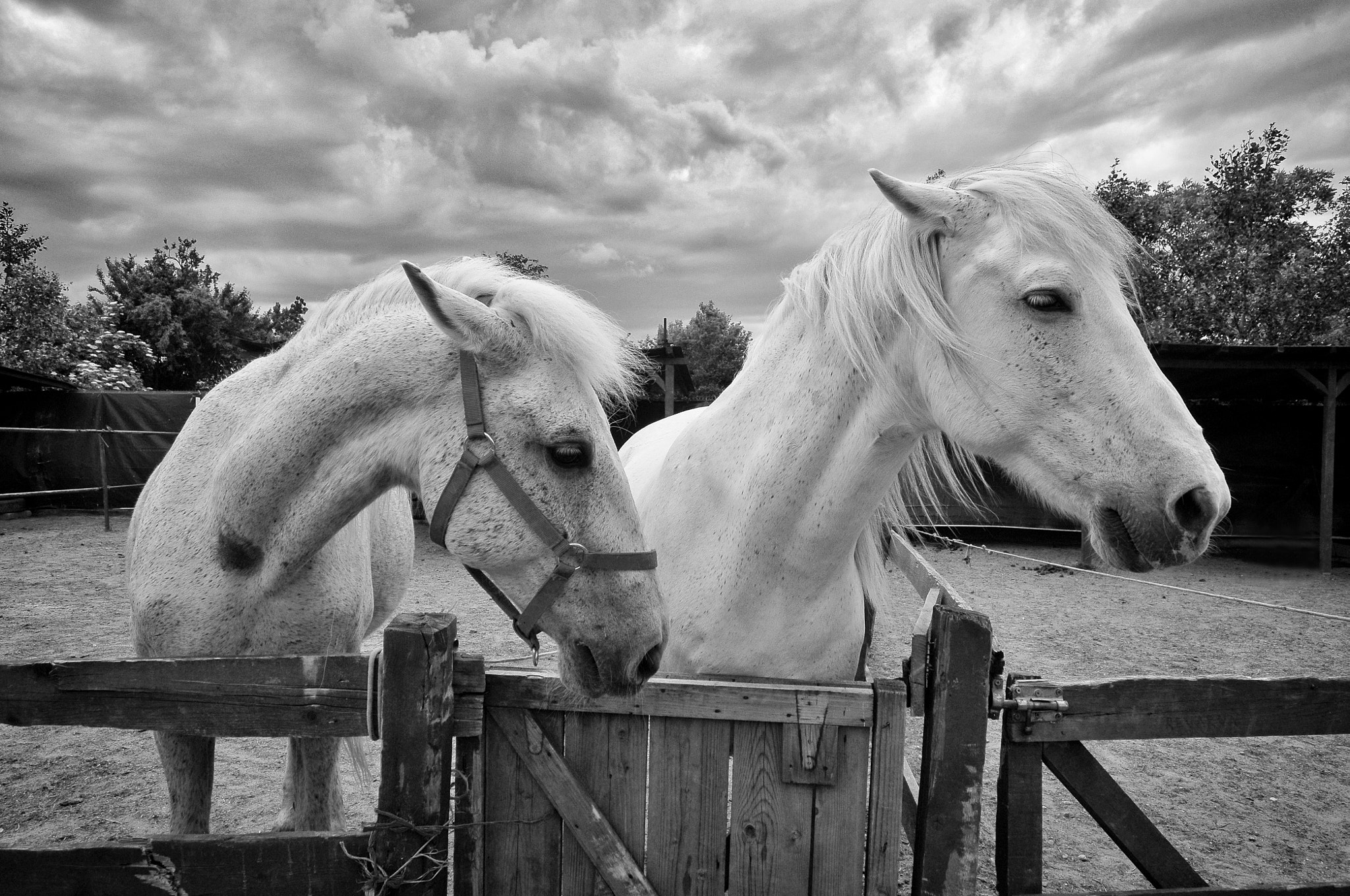 Nikon D300 + Sigma 10-20mm F3.5 EX DC HSM sample photo. Heavy horses photography