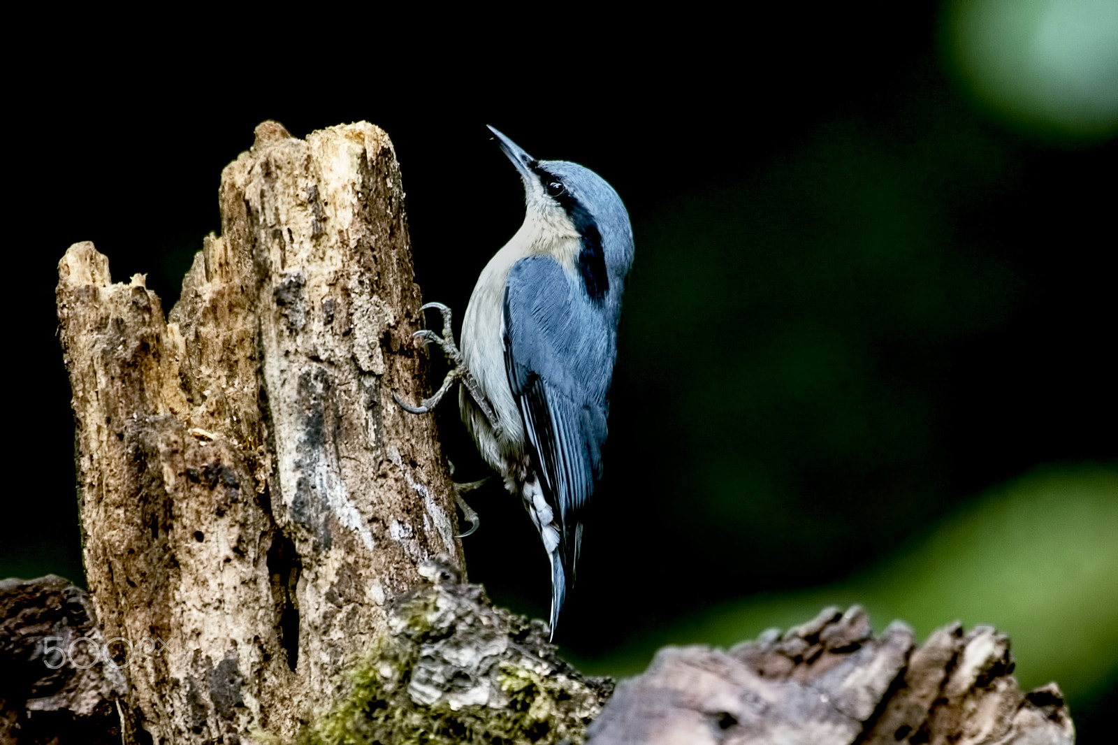 Nikon AF-S Nikkor 400mm F2.8G ED VR II sample photo. Chestnut vented nuthatch photography