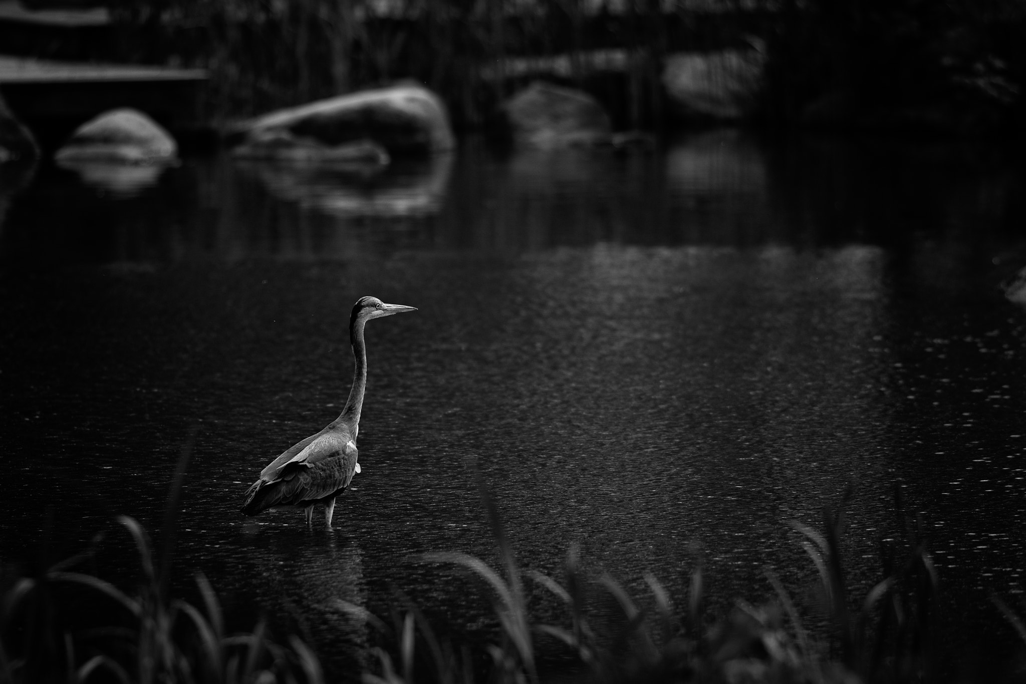 Canon EF 200mm f/2.8L sample photo. Waiting for the fish photography