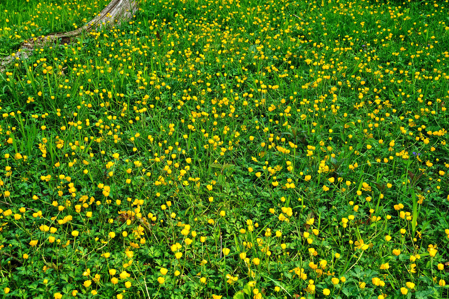 24-105mm F4 G SSM OSS sample photo. Buttercup bonanza photography