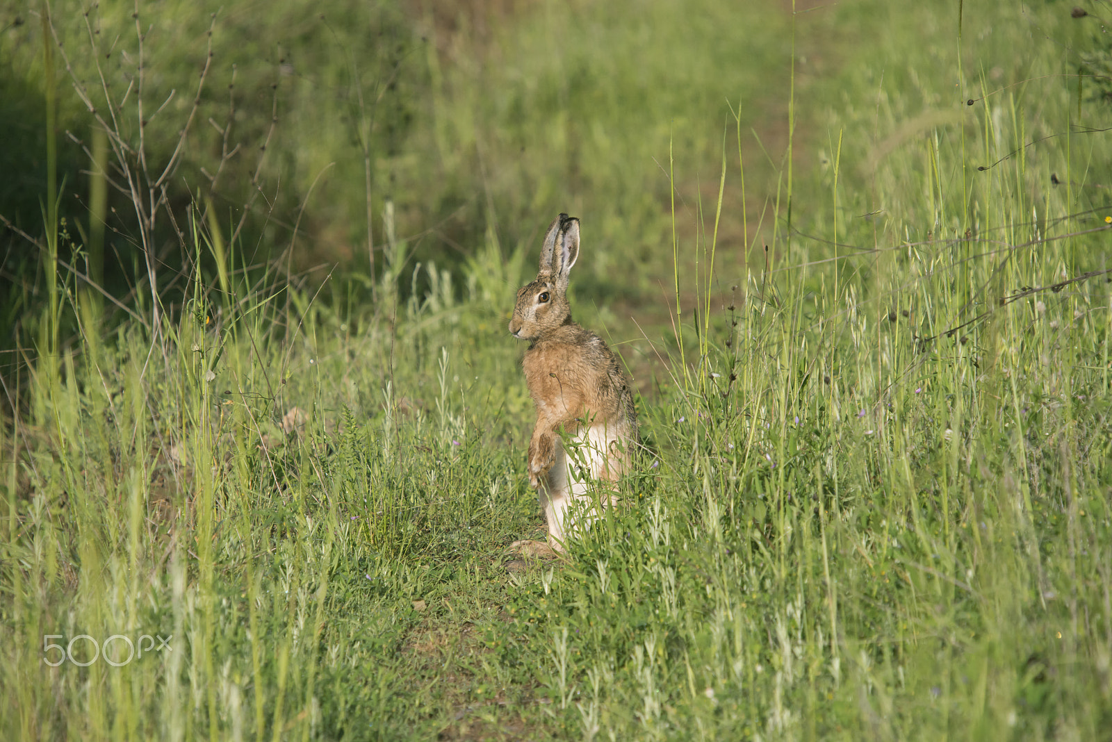 Sigma APO Tele Macro 400mm F5.6 sample photo. Hare photography