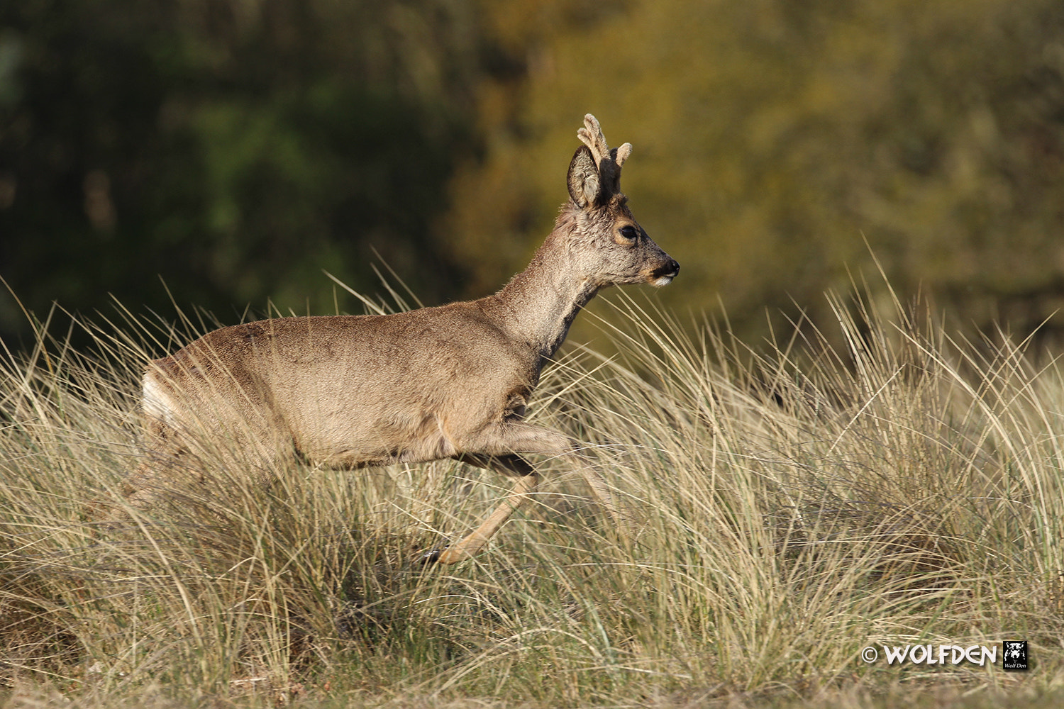 Canon EF 100-400mm F4.5-5.6L IS II USM sample photo. Roe deer buck photography