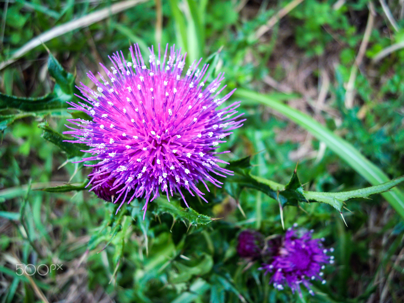 Nikon Coolpix S5100 sample photo. Thistle photography