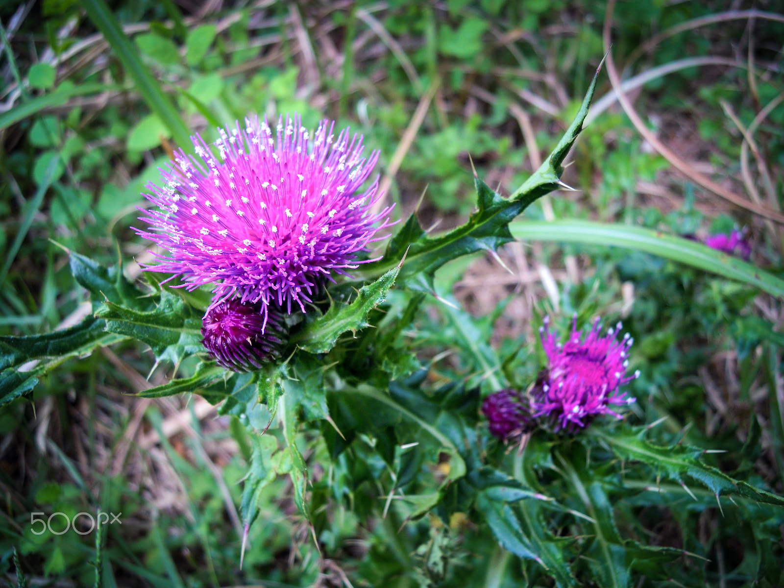 Nikon Coolpix S5100 sample photo. Thistle photography