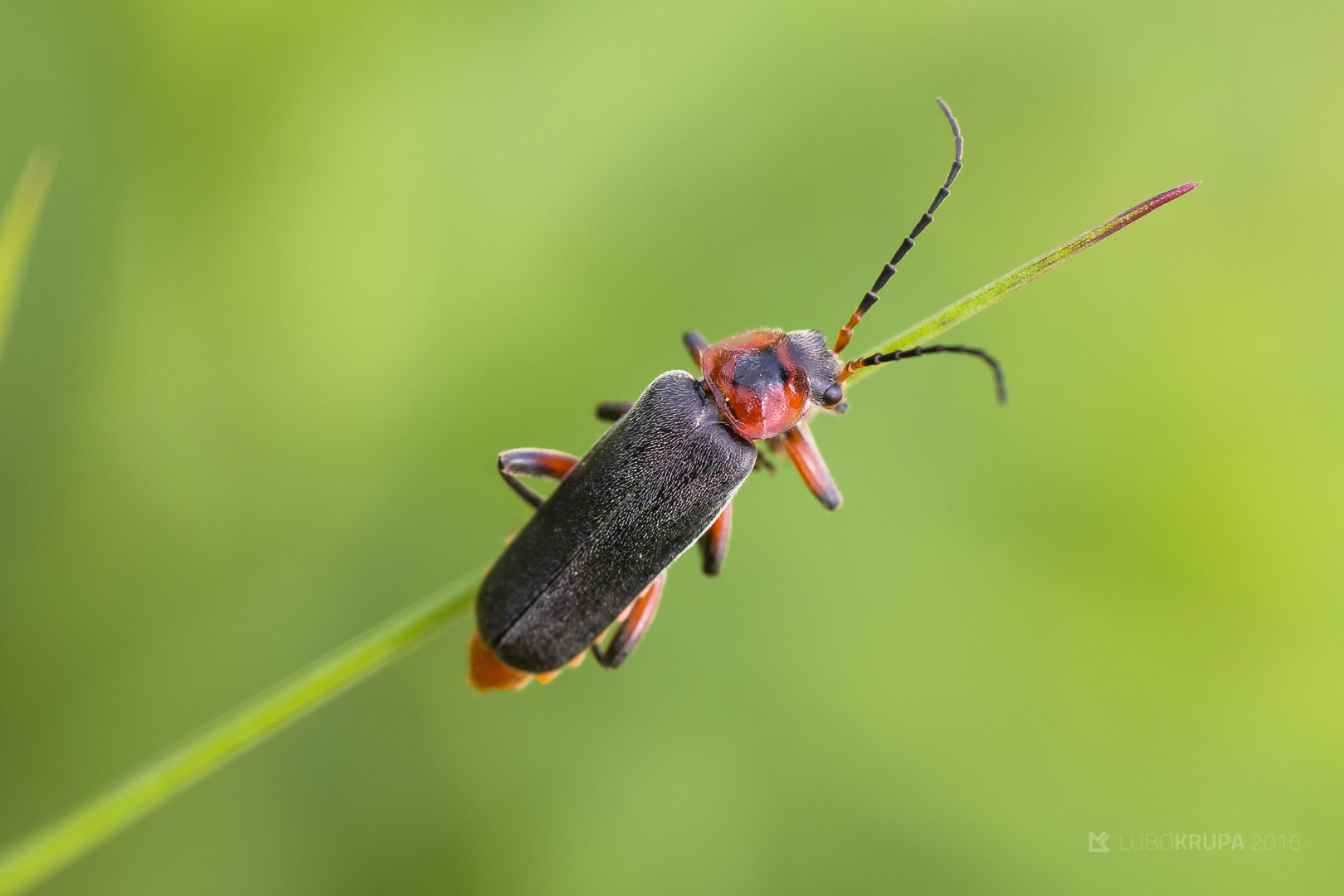 Pentax K-r + Tamron SP AF 90mm F2.8 Di Macro sample photo. Cantharis rustica photography
