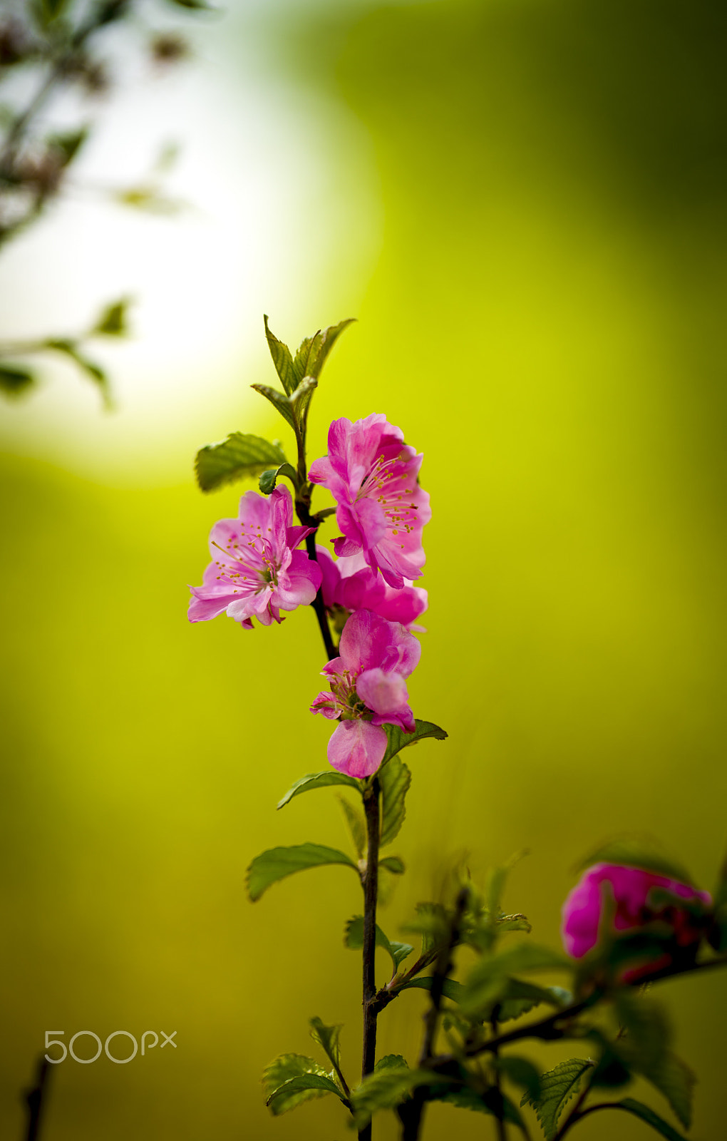 Sony a7R II + Canon EF 100mm F2.8L Macro IS USM sample photo. 榆叶梅 photography