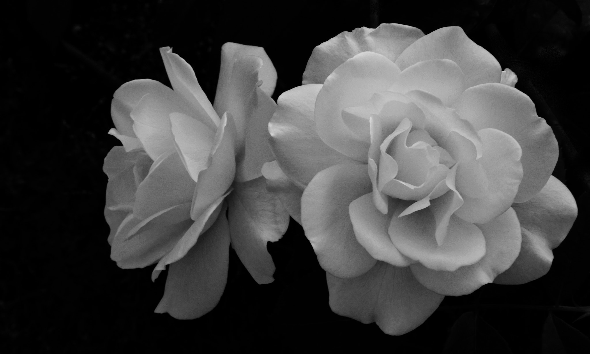 Nikon 1 J2 + Nikon 1 Nikkor VR 10-30mm F3.5-5.6 sample photo. Nakanoshima roses (black and white) photography