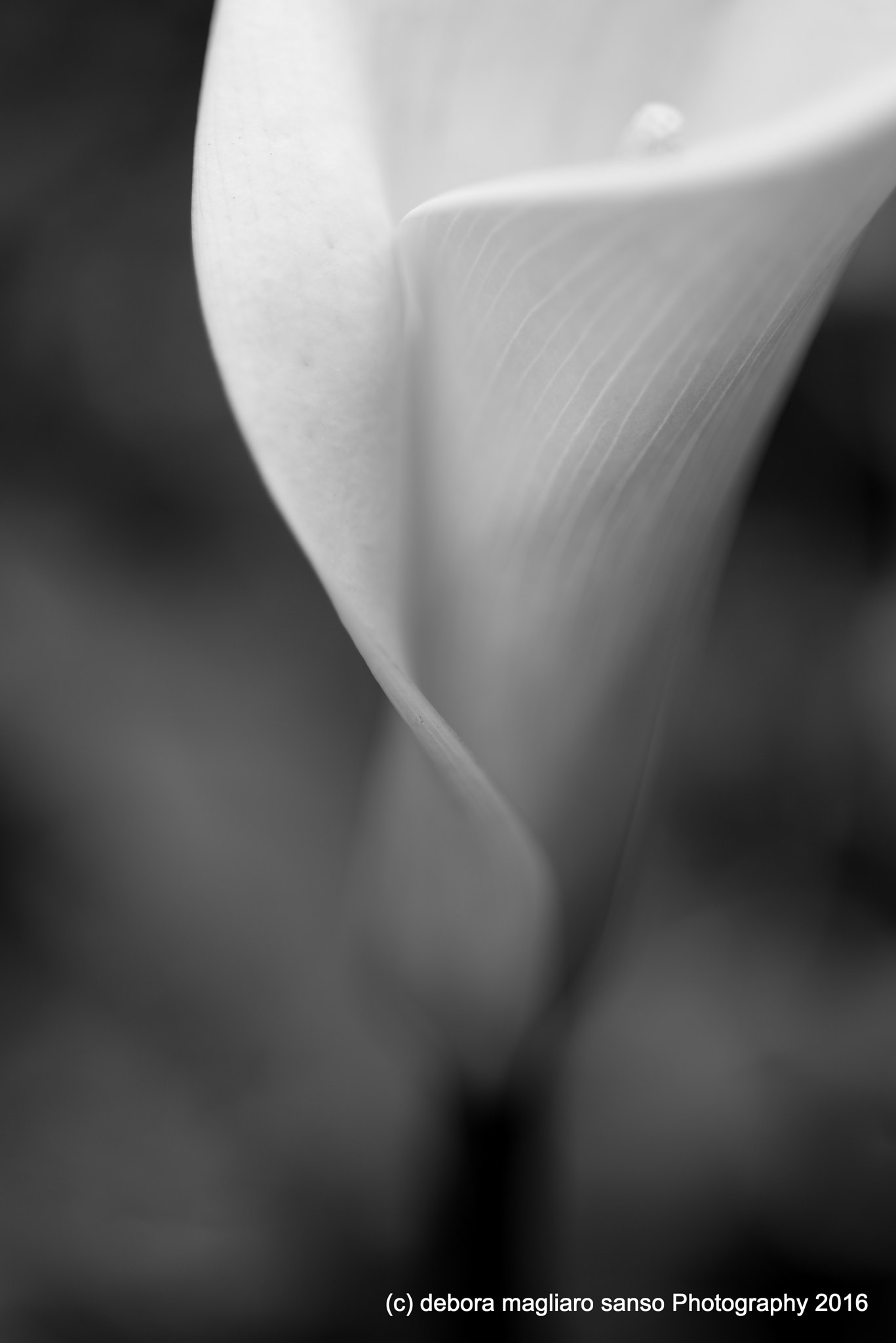 Nikon D610 + Nikon AF Micro-Nikkor 60mm F2.8D sample photo. Still dreams photography
