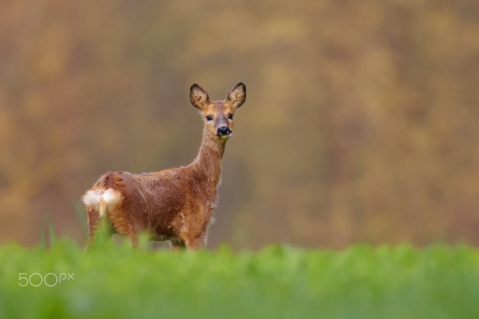 Sigma 150-600mm F5-6.3 DG OS HSM | C sample photo. Young roe deer photography