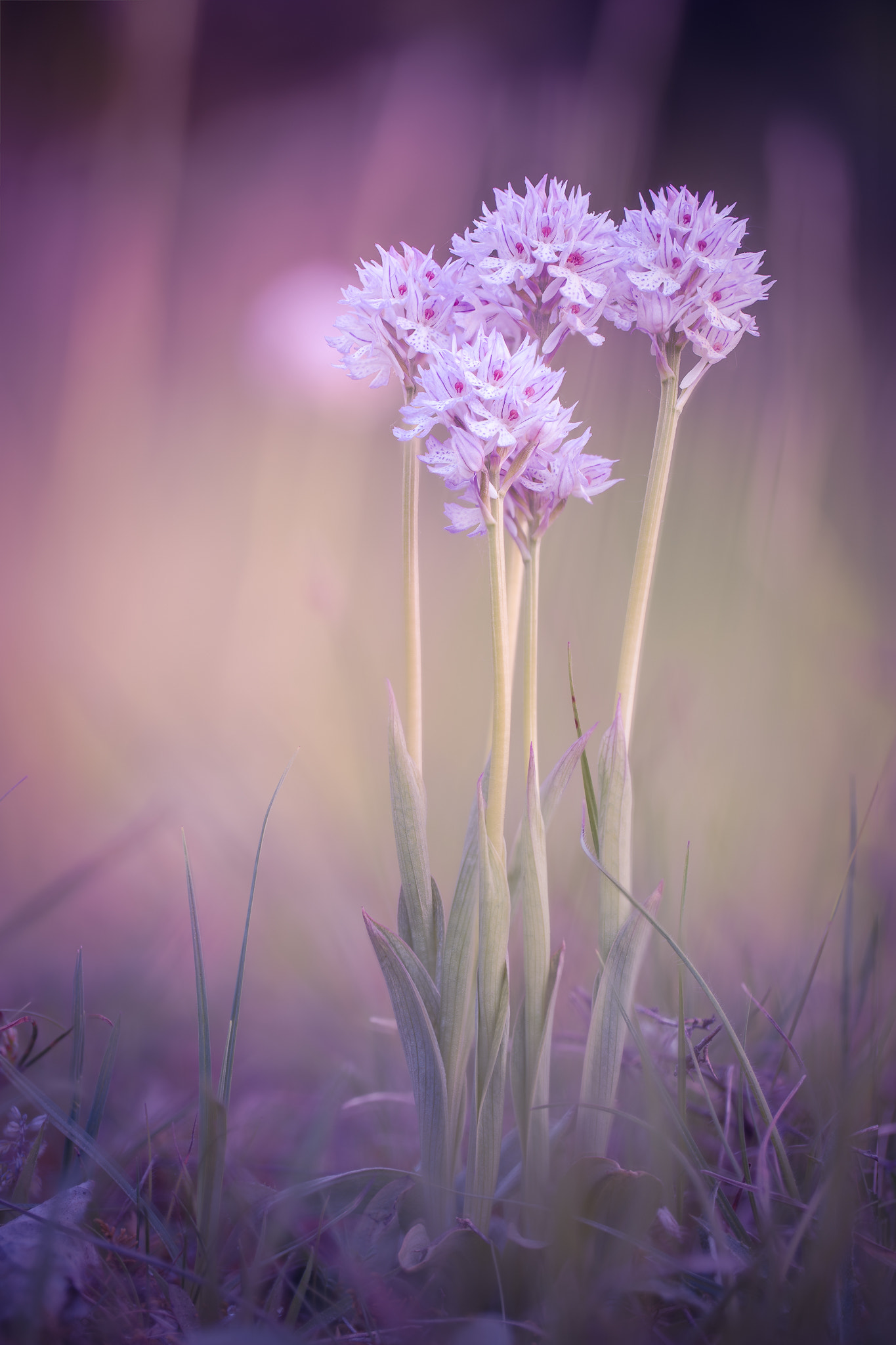 100mm F2.8 G SSM OSS sample photo. Wild orchid photography