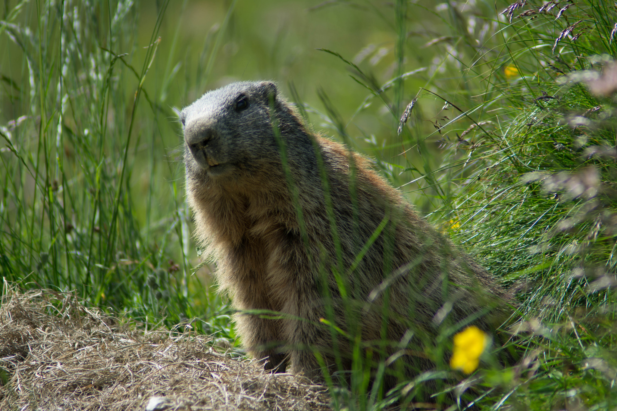 Tamron AF 200-400mm f/5.6 LD IF (75D) sample photo. Marmotta photography