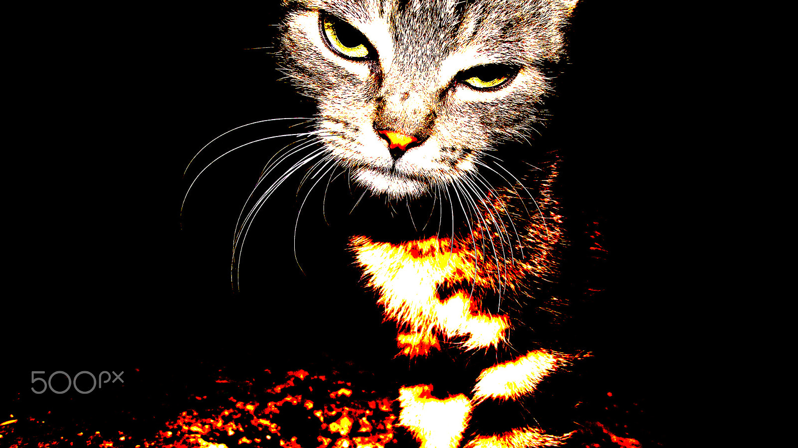 Fujifilm FinePix S2700HD sample photo. Nomad cat photography