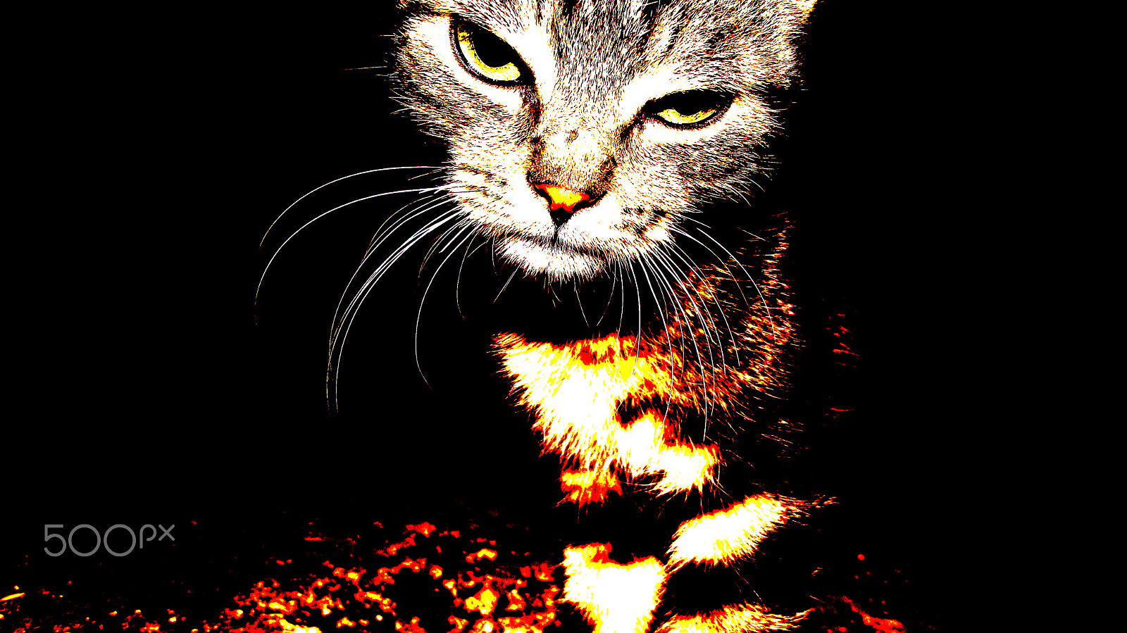 Fujifilm FinePix S2700HD sample photo. Nomad cat photography