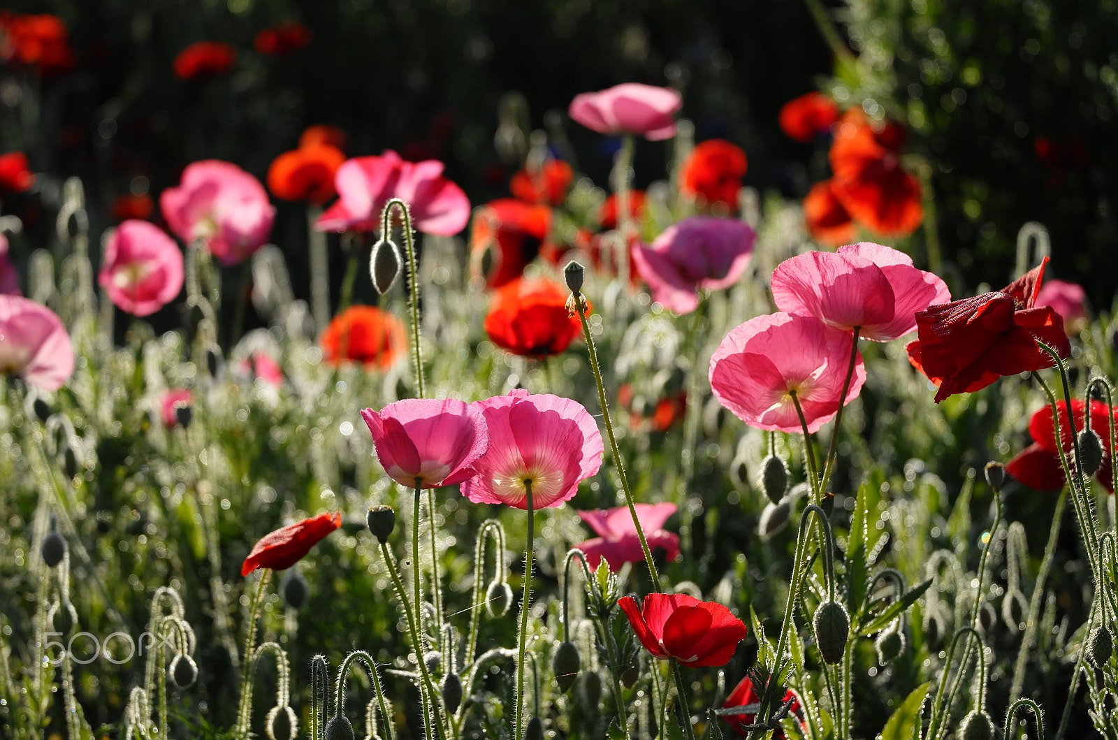 Vario-Elmar-T  1:3.5-4.5 / 55-135 ASPH. sample photo. Poppies with morning dews photography