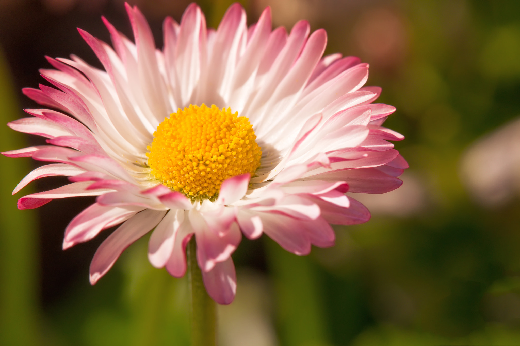 Sony SLT-A99V sample photo. Flower photography
