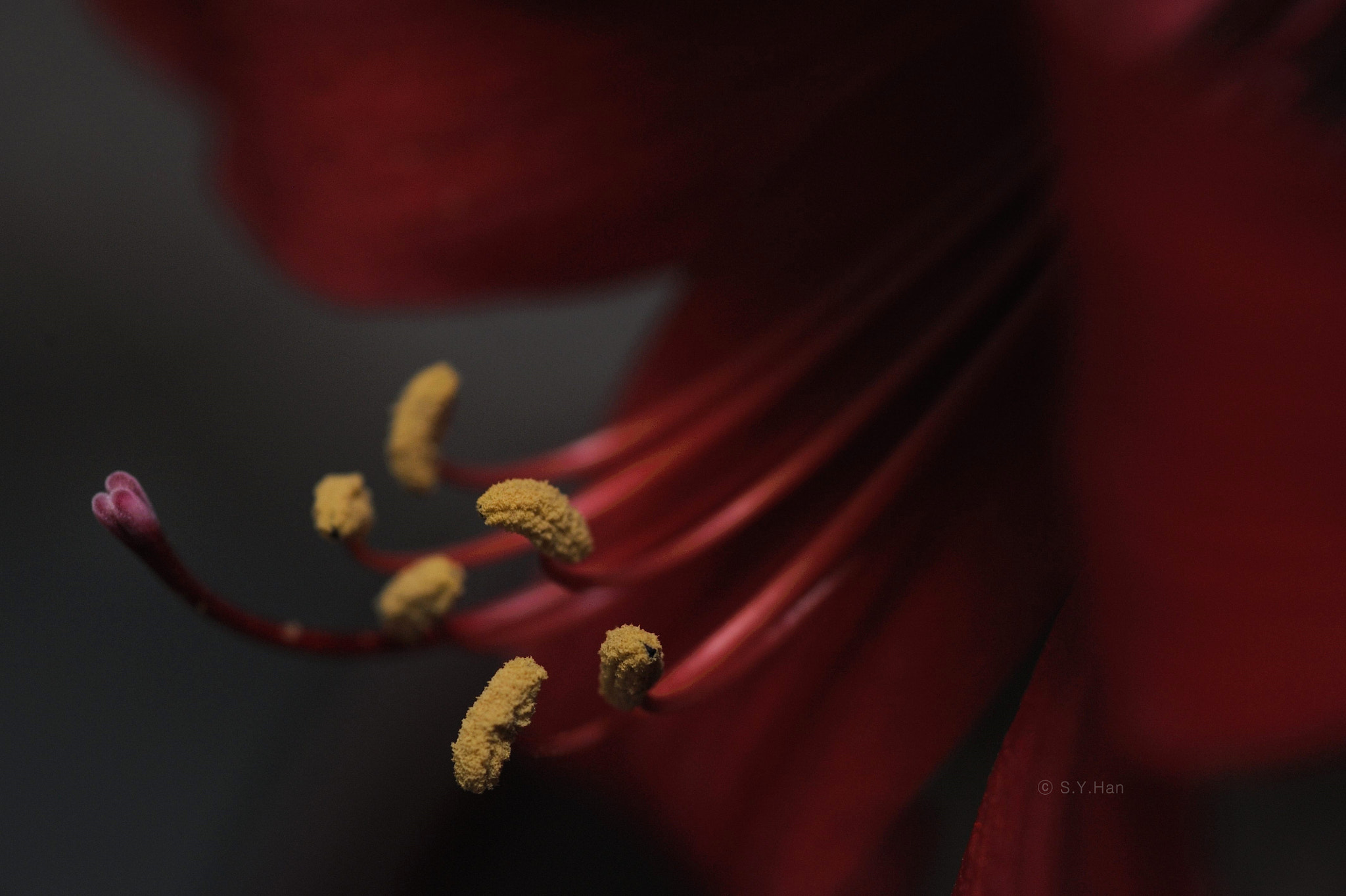 Nikon D700 + Sigma 105mm F2.8 EX DG Macro sample photo. Amaryllis photography