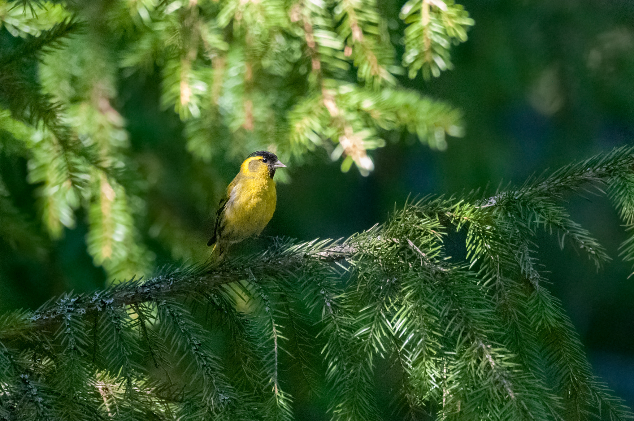 Sigma 150-600mm F5-6.3 DG OS HSM | C sample photo. Eurasian siskin photography