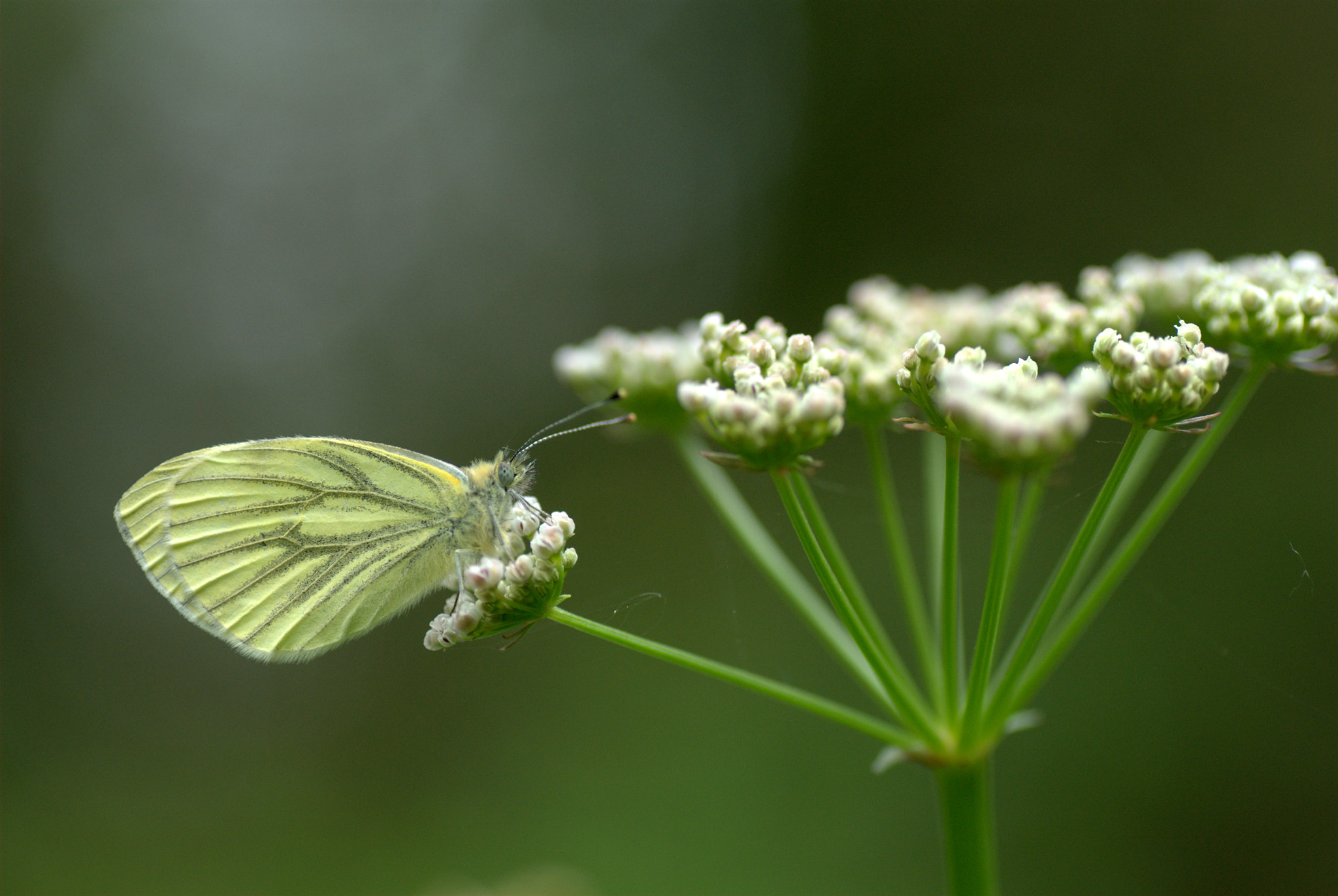 Nikon D60 sample photo. Butterfly photography