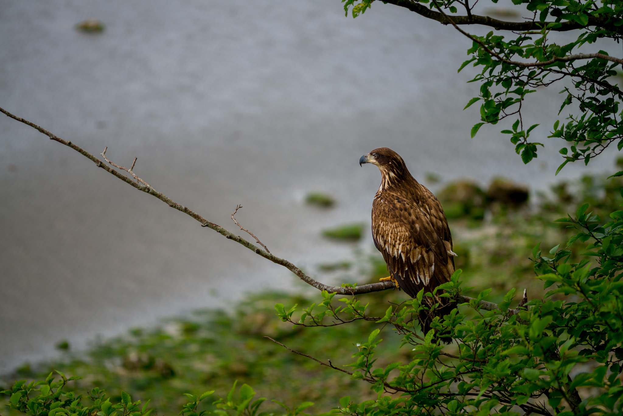 Nikon D800 + Nikon AF Micro-Nikkor 200mm F4D ED-IF sample photo. Bald eagle, point roberts, 2015 photography