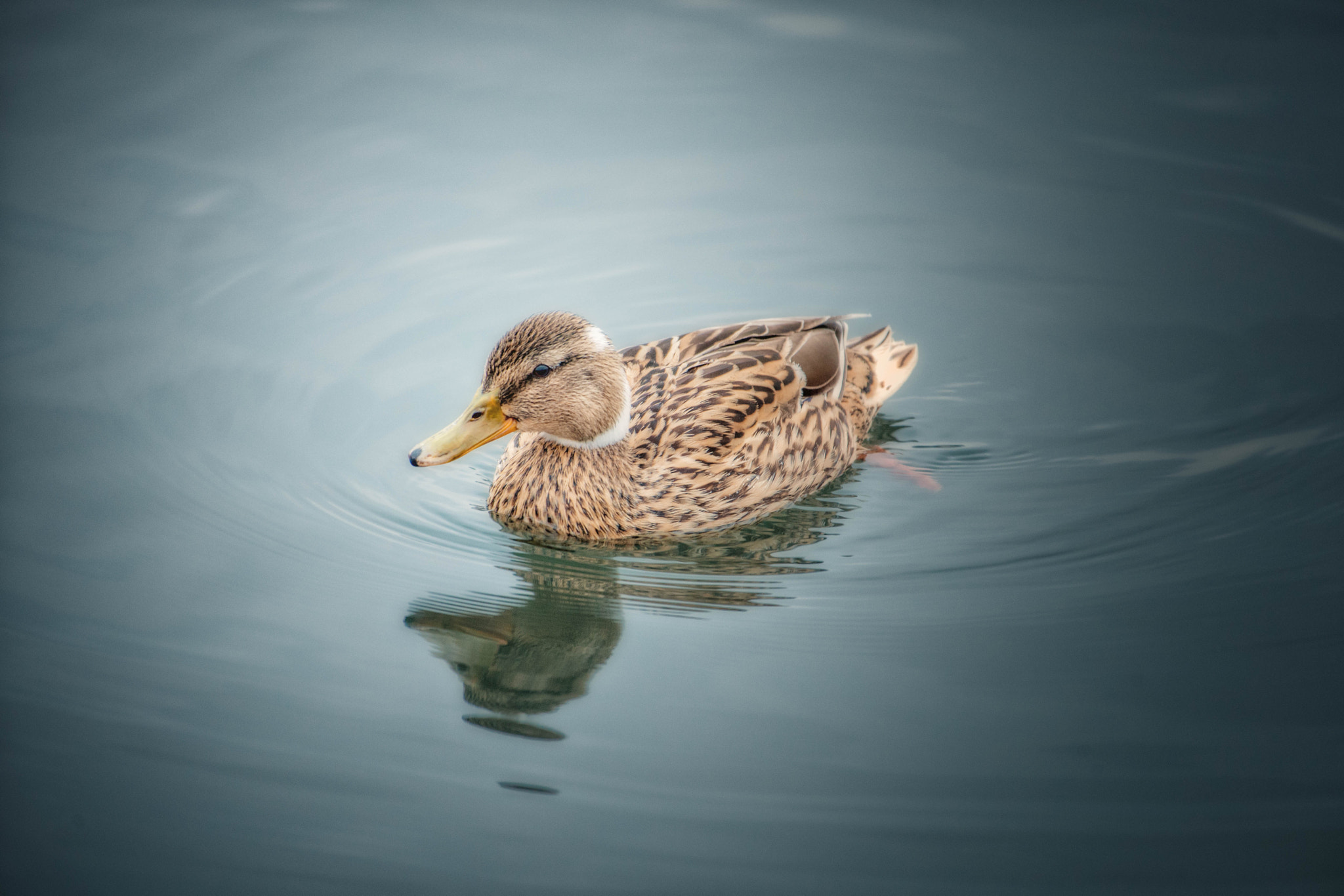 Nikon D3X sample photo. Hometown gadwall photography