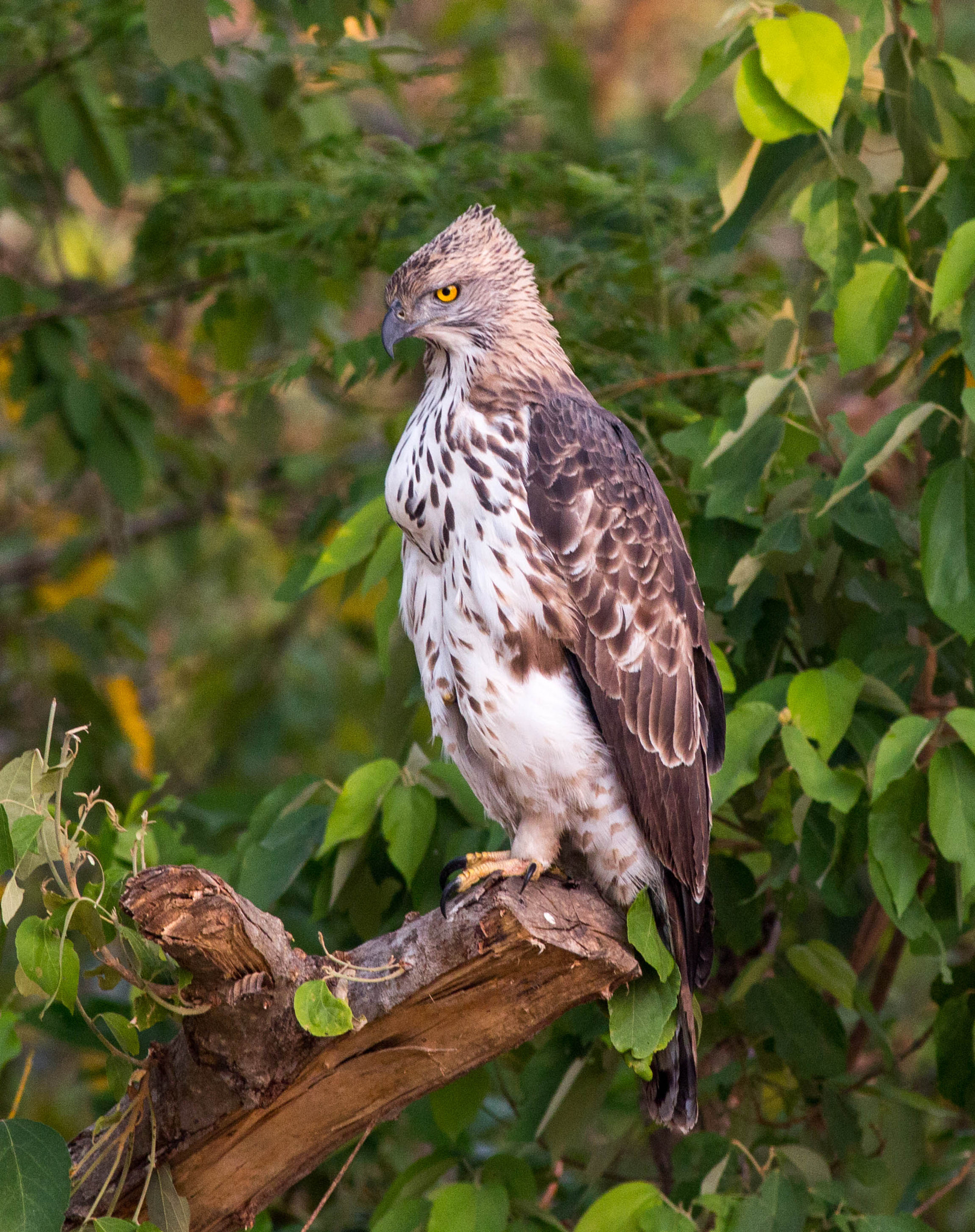 Canon EF 400mm F5.6L USM sample photo. Changeable hawk eagle photography