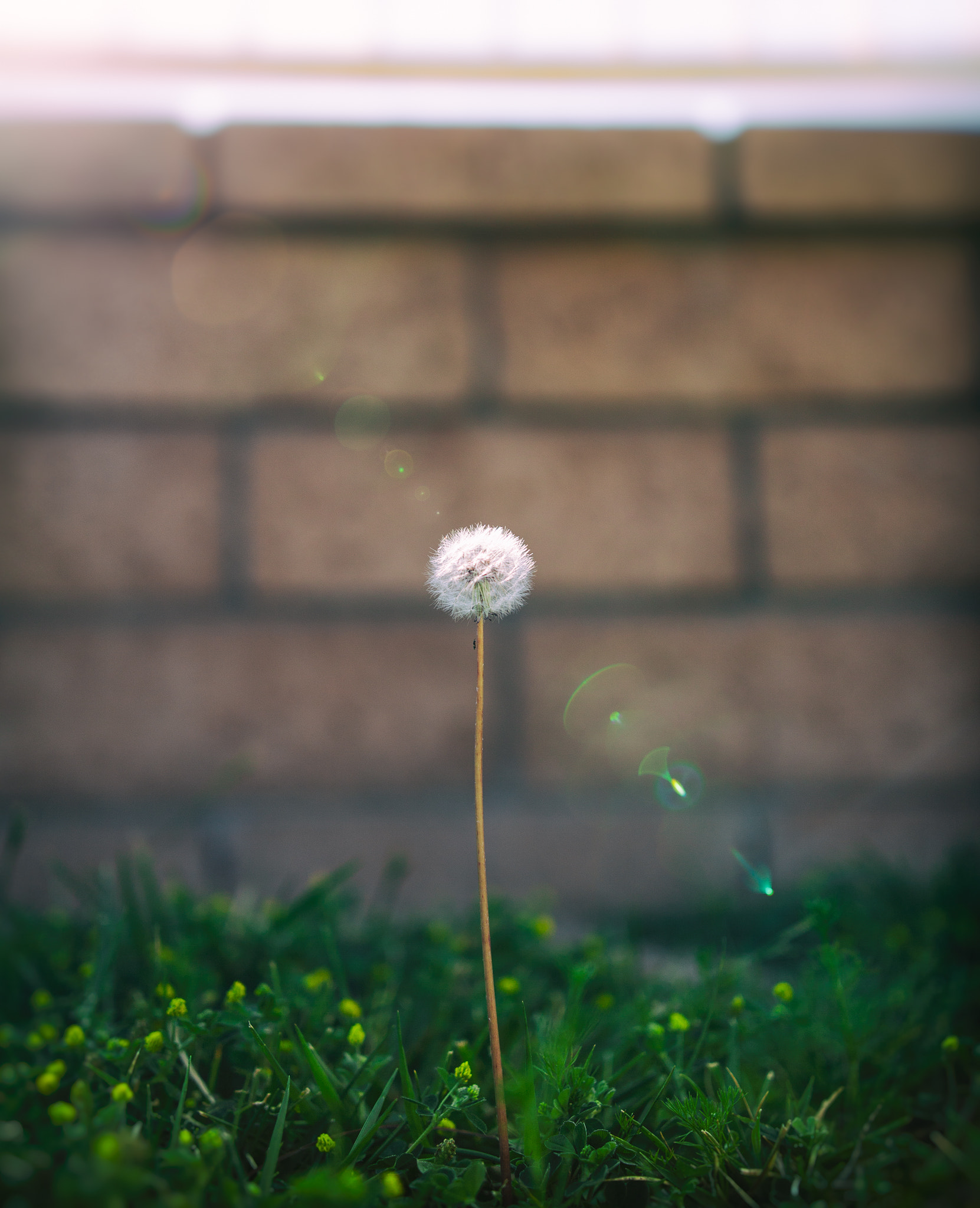 Canon EOS 5D Mark II + Sigma 24-35mm F2 DG HSM Art sample photo. Flared dandelion photography