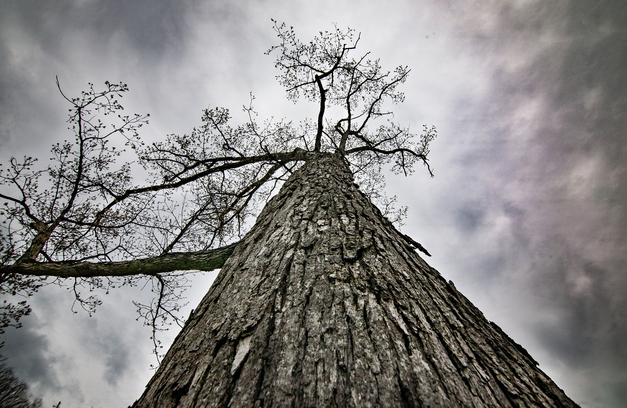 Canon EOS 5D sample photo. The tree photography