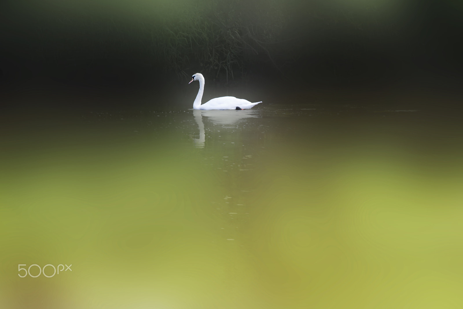 Nikon D600 sample photo. Swan photography