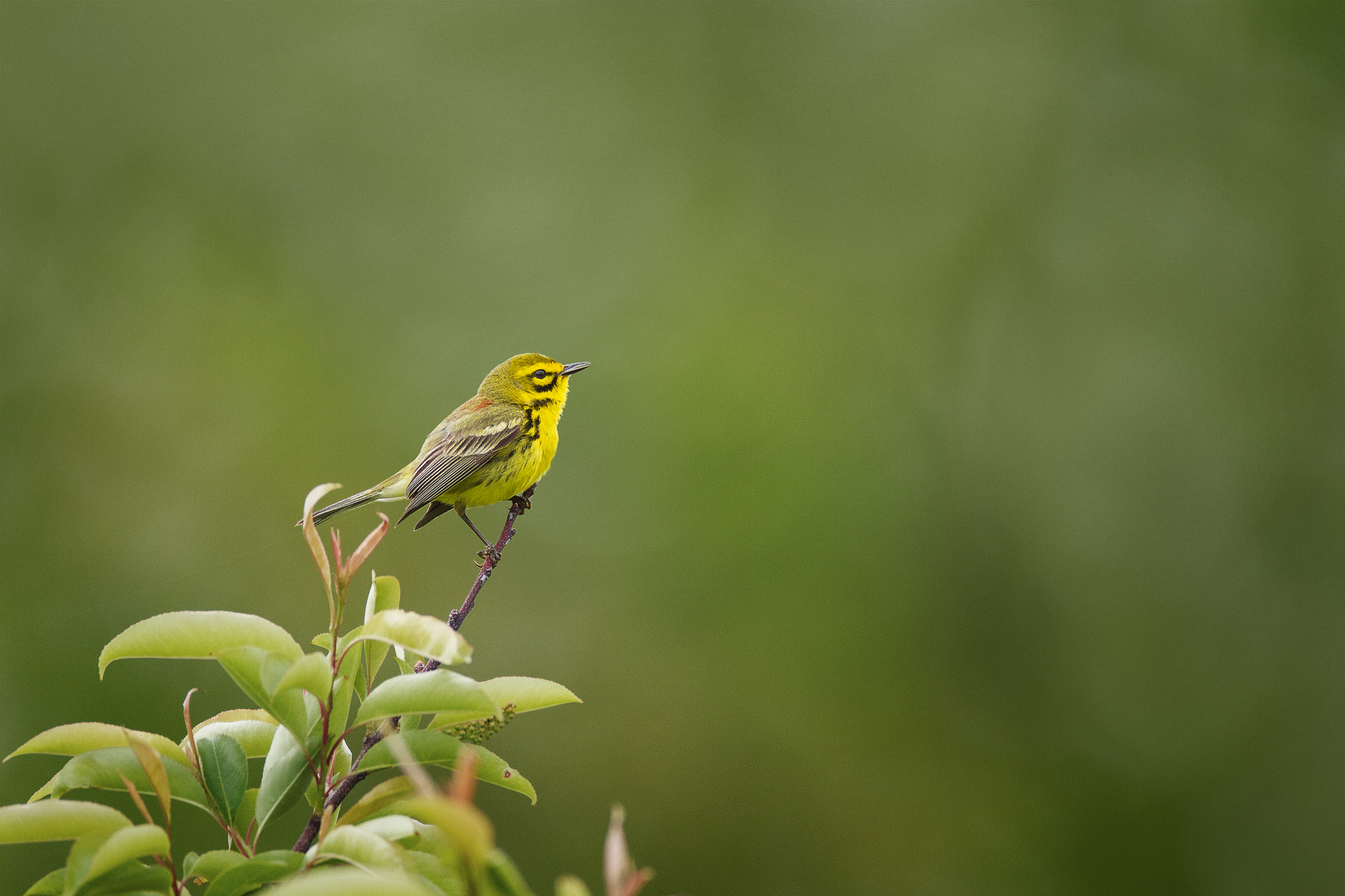 Canon EOS 7D + Canon EF 600mm f/4L IS sample photo. Prairie warbler photography