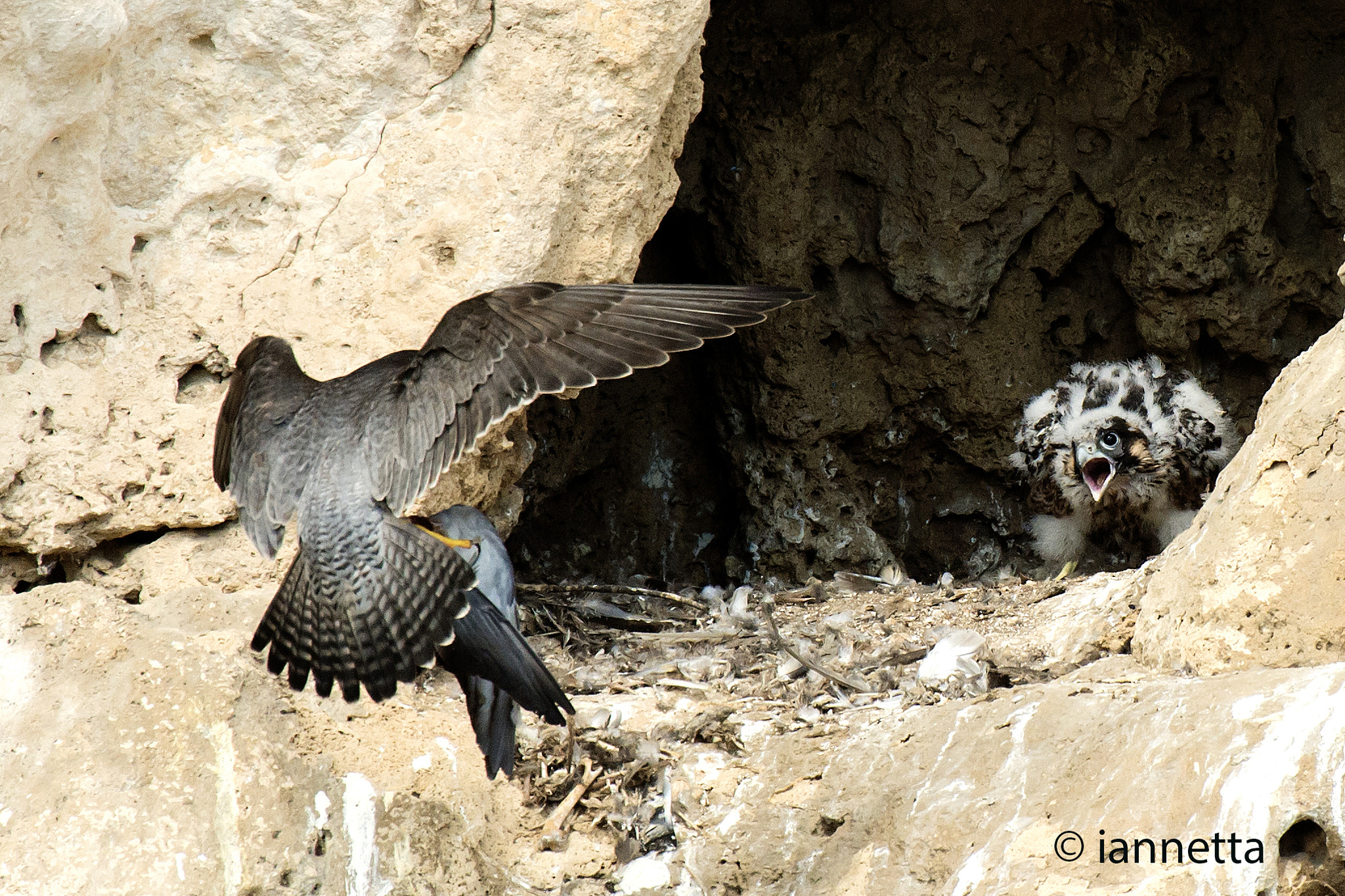 Nikon AF-S Nikkor 400mm F2.8G ED VR II sample photo. Falco pellegrino photography