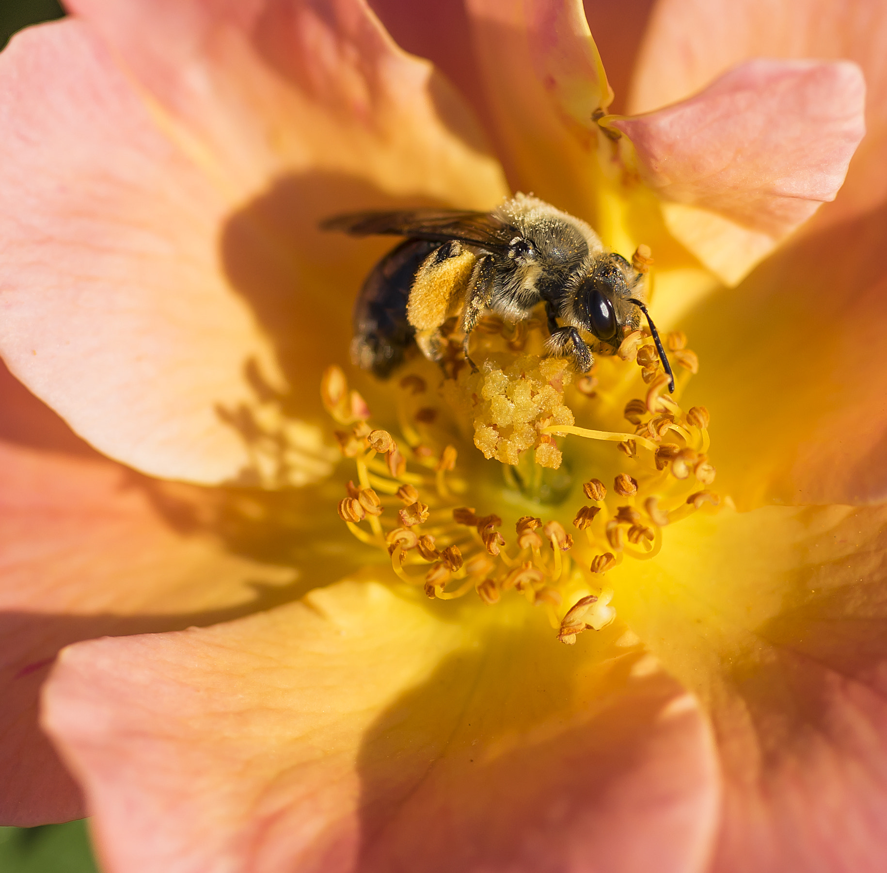 Sony a7 II + Canon EF 100mm F2.8L Macro IS USM sample photo. Pollen hunt photography