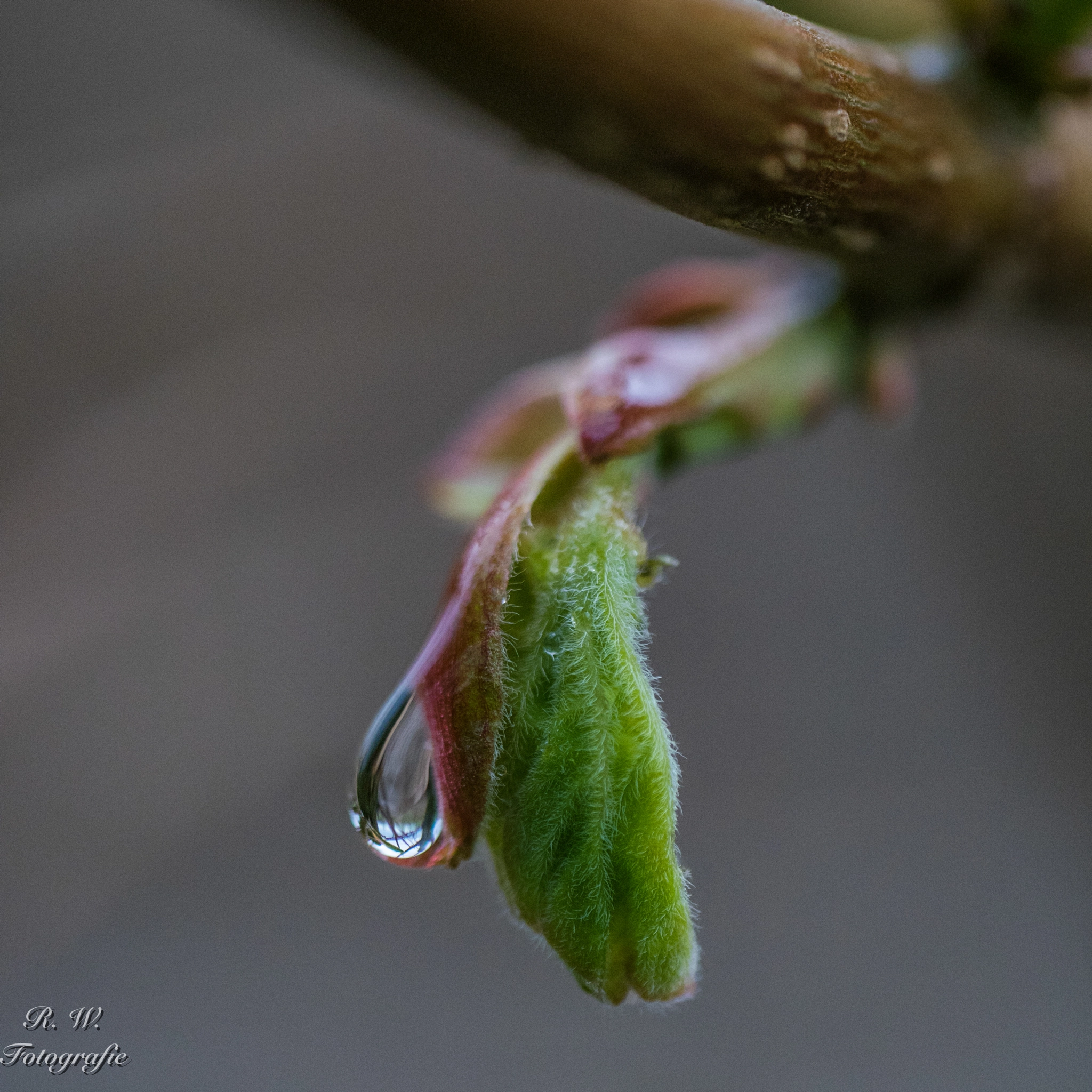 Panasonic Lumix DMC-GM1 sample photo. Regentropfen photography