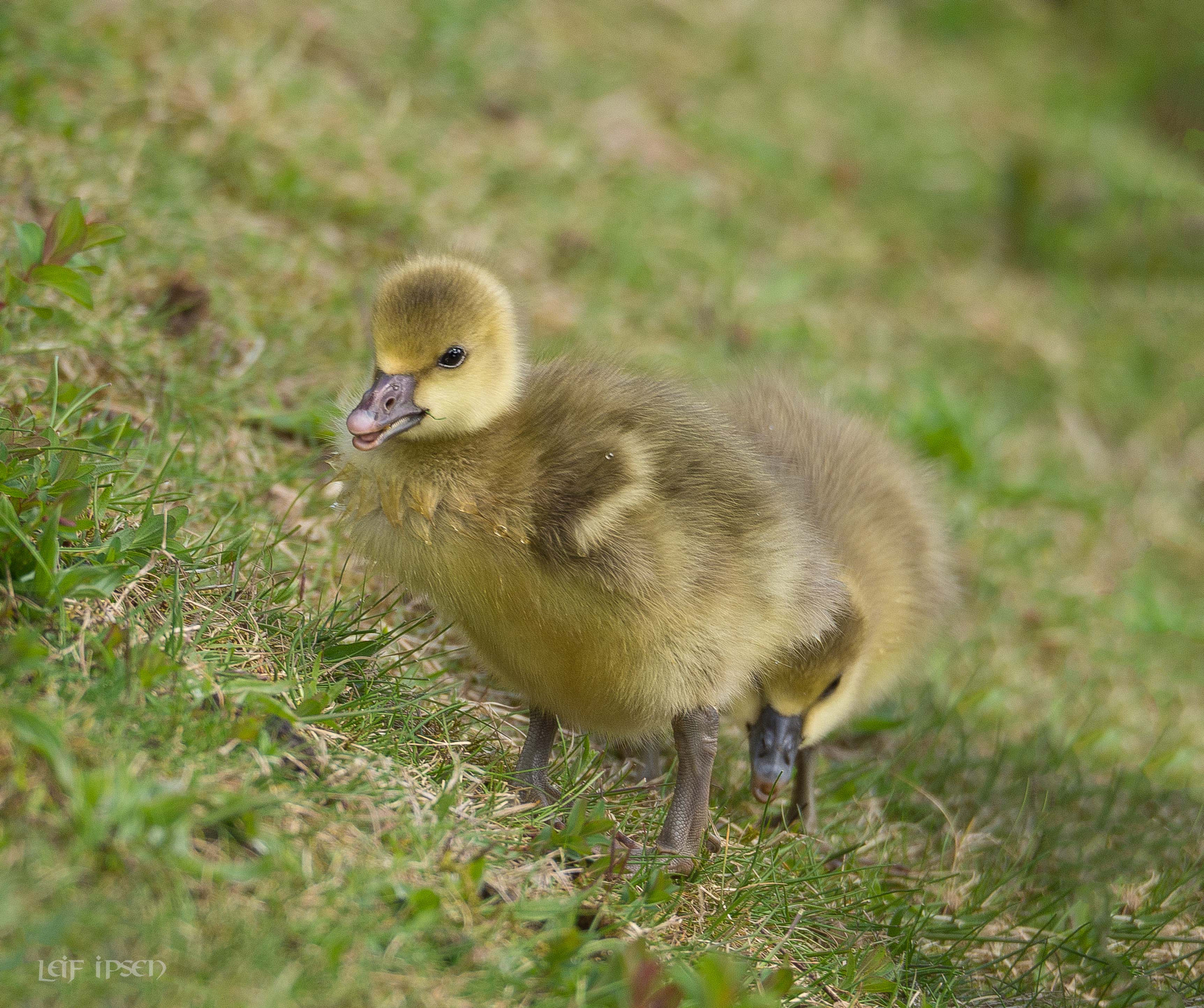 Olympus OM-D E-M10 sample photo. Step off my grass! photography