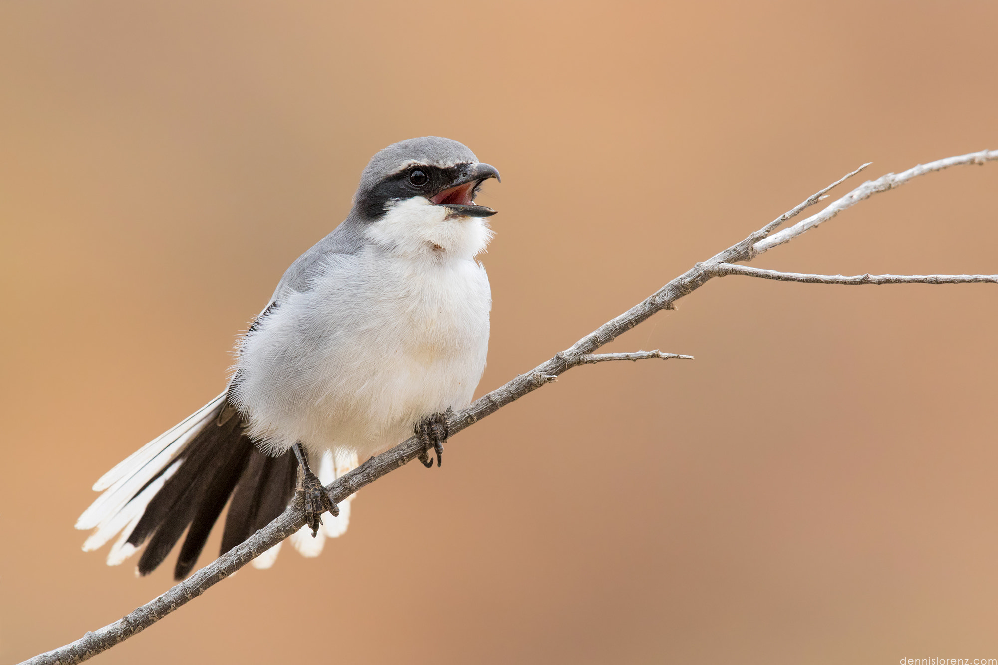 Canon EOS 7D Mark II + Canon EF 600mm F4L IS II USM sample photo. Southern grey shrike | mittelmeerraubwürger photography