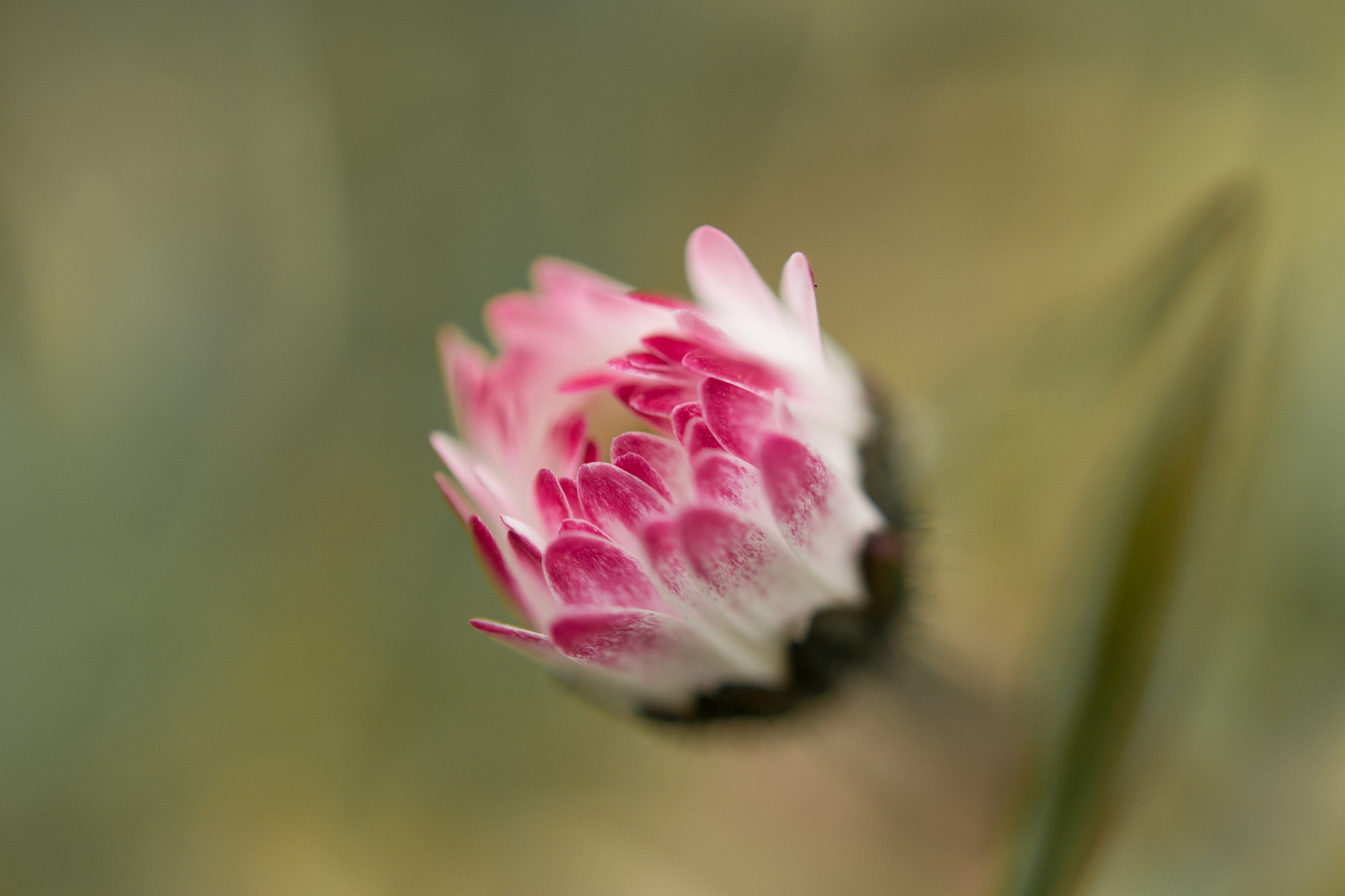 Nikon D3100 + Nikon AF-S Micro-Nikkor 60mm F2.8G ED sample photo. Flowers photography