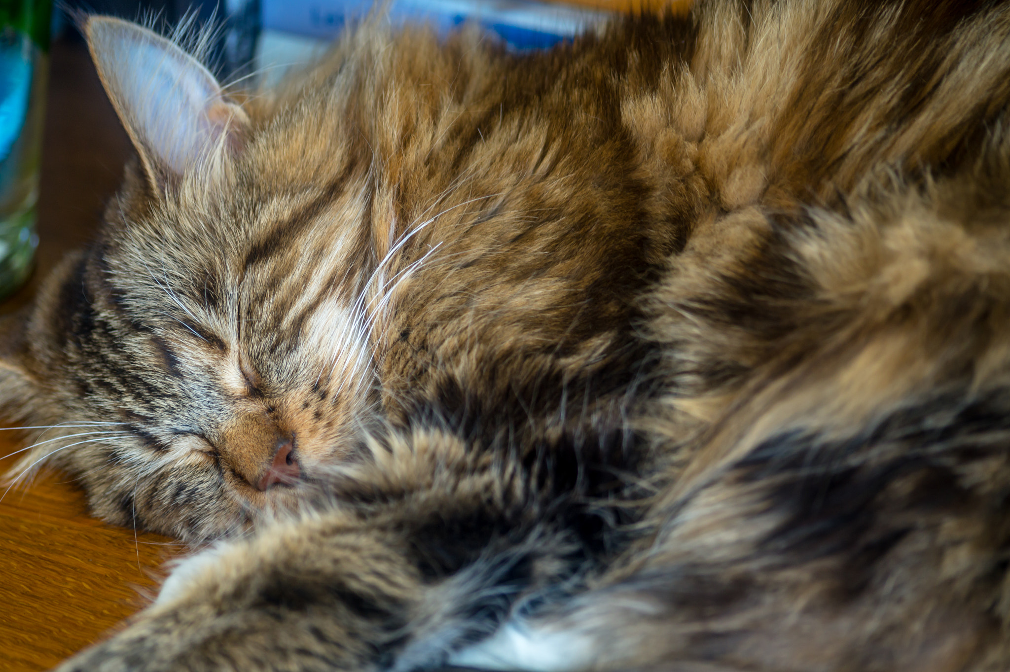 Sigma 70-300mm F4-5.6 DL Macro sample photo. Sheba photography
