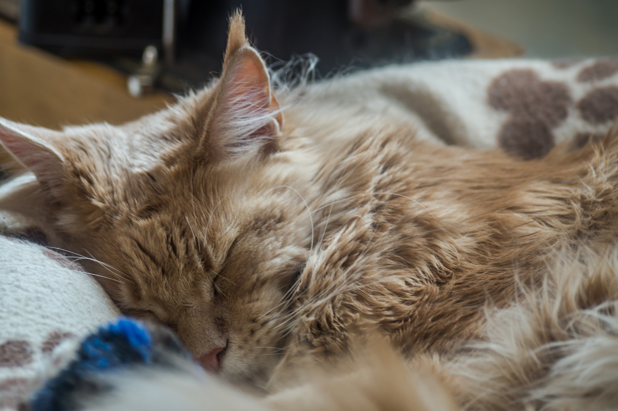 Sigma 70-300mm F4-5.6 DL Macro sample photo. Tocho photography
