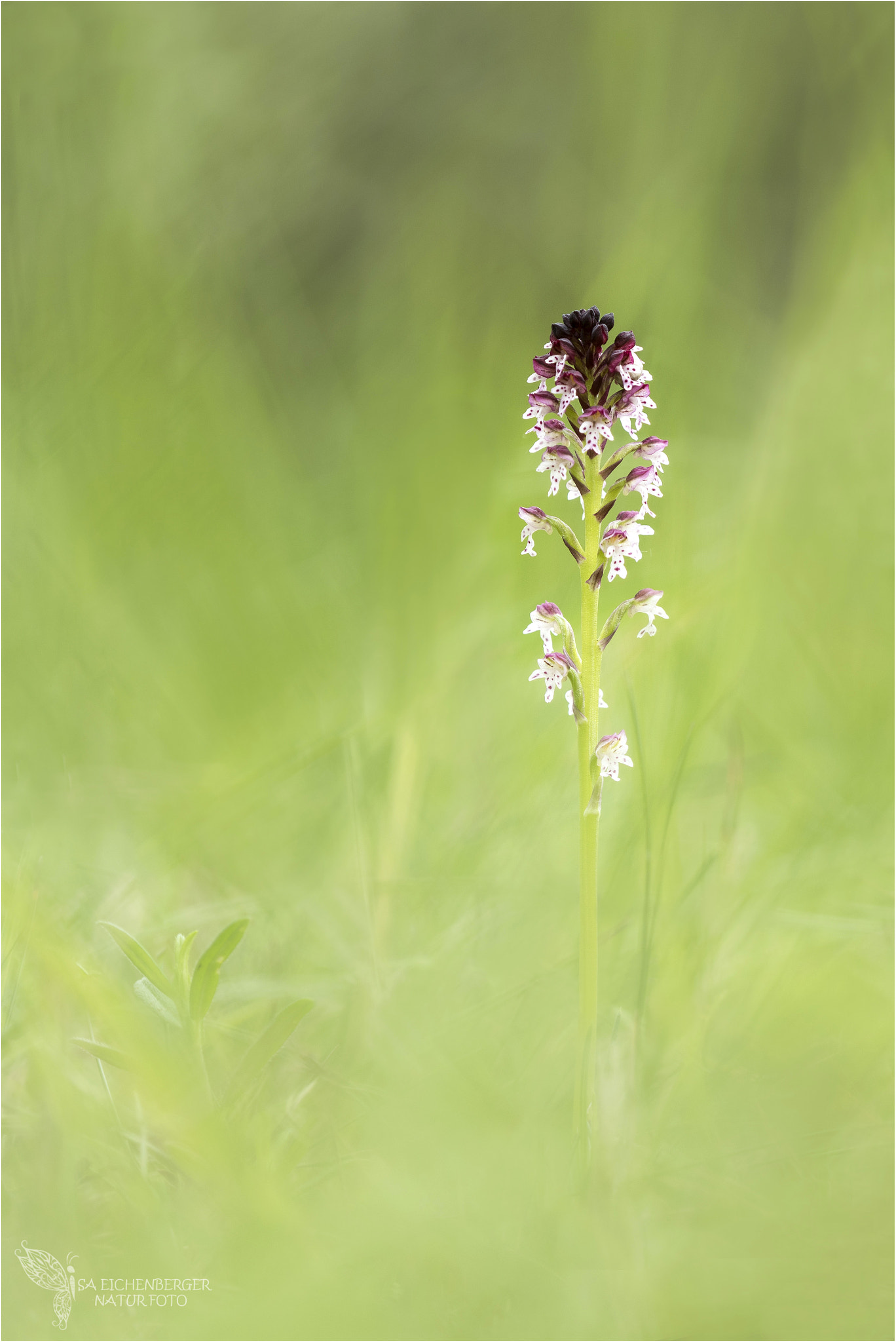 Nikon D810 + Nikon AF Micro-Nikkor 200mm F4D ED-IF sample photo. Brandknabenkraut photography