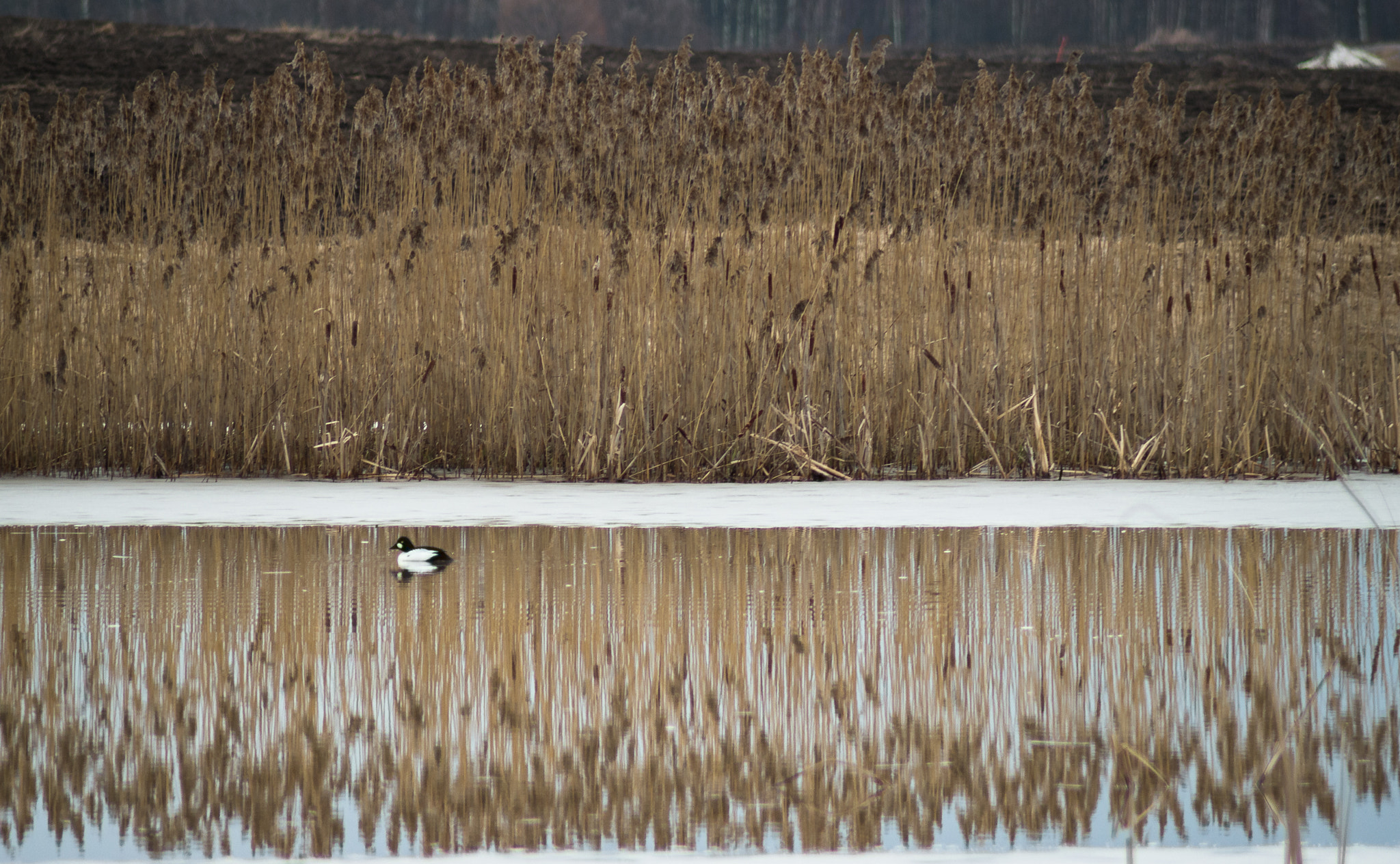 Pentax K-500 + Tamron AF 70-300mm F4-5.6 Di LD Macro sample photo. Reflected photography