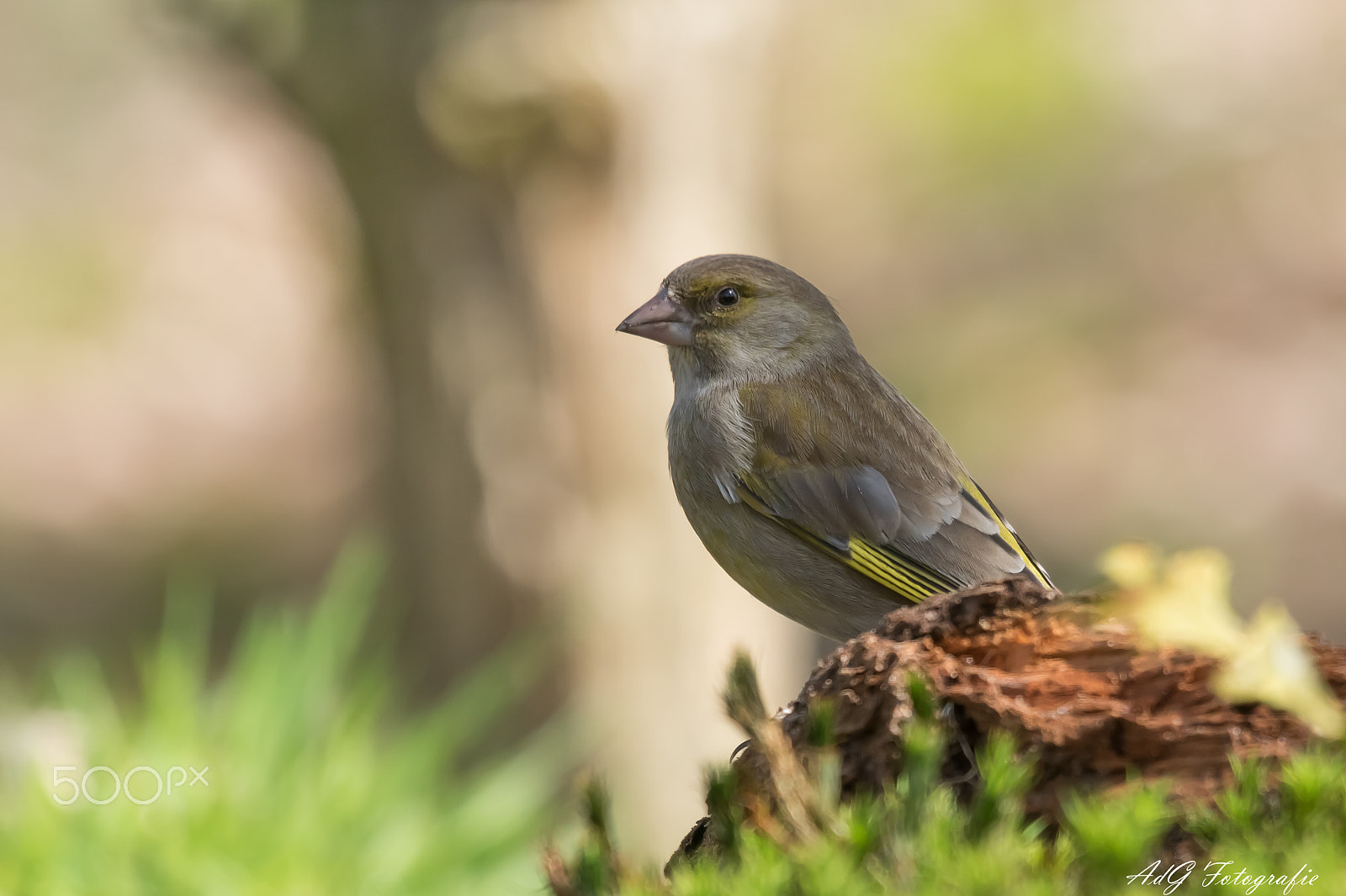 Sony ILCA-77M2 + Sony 70-400mm F4-5.6 G SSM sample photo. Sunshine photography
