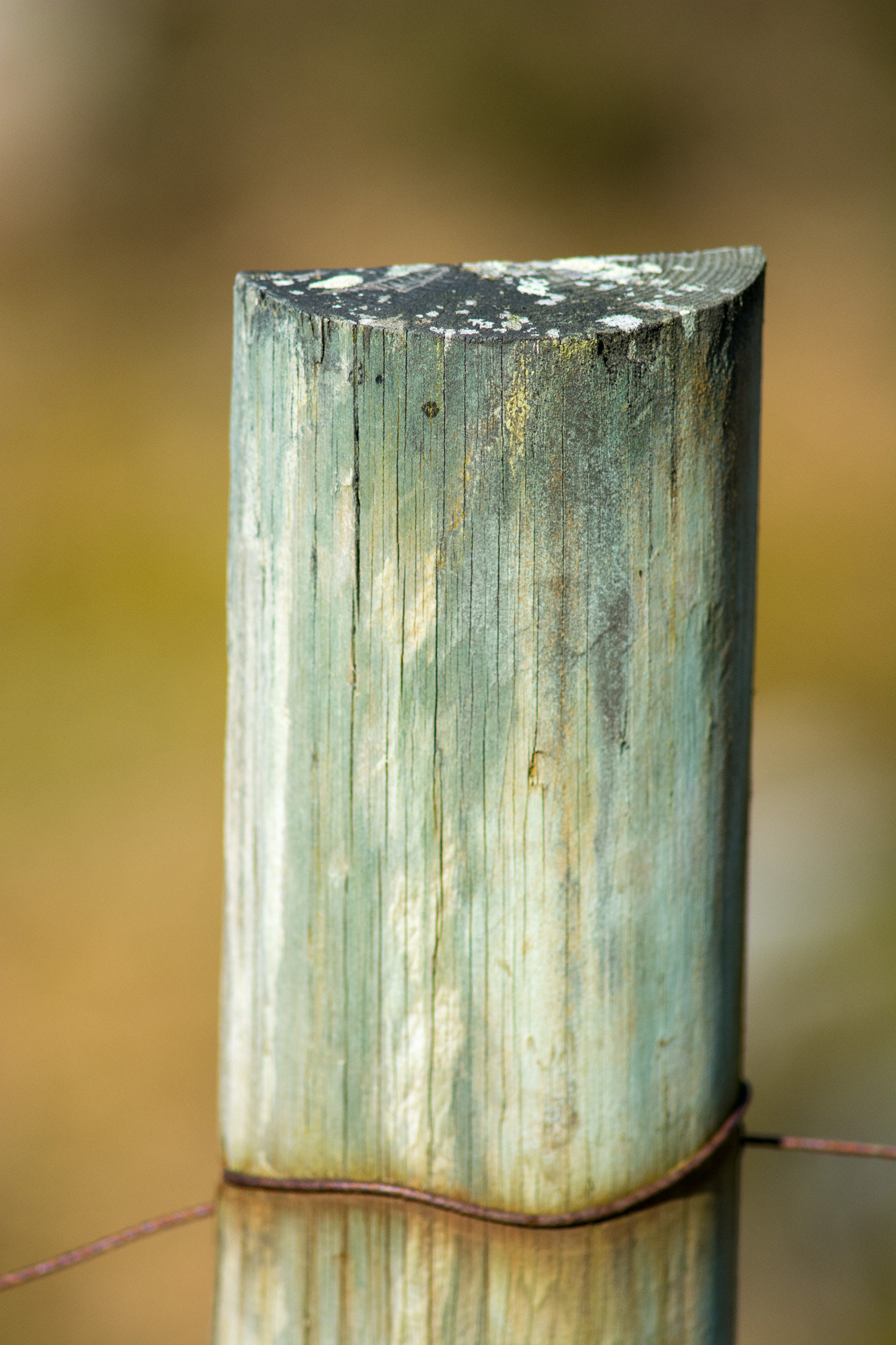 AF Nikkor 300mm f/4 IF-ED sample photo. Pole 1 photography