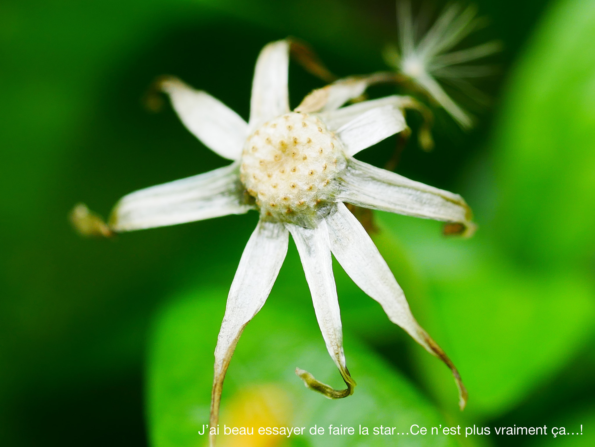 Panasonic DMC-G70 + Panasonic Lumix G Macro 30mm F2.8 ASPH Mega OIS sample photo. Une fin de star...! photography