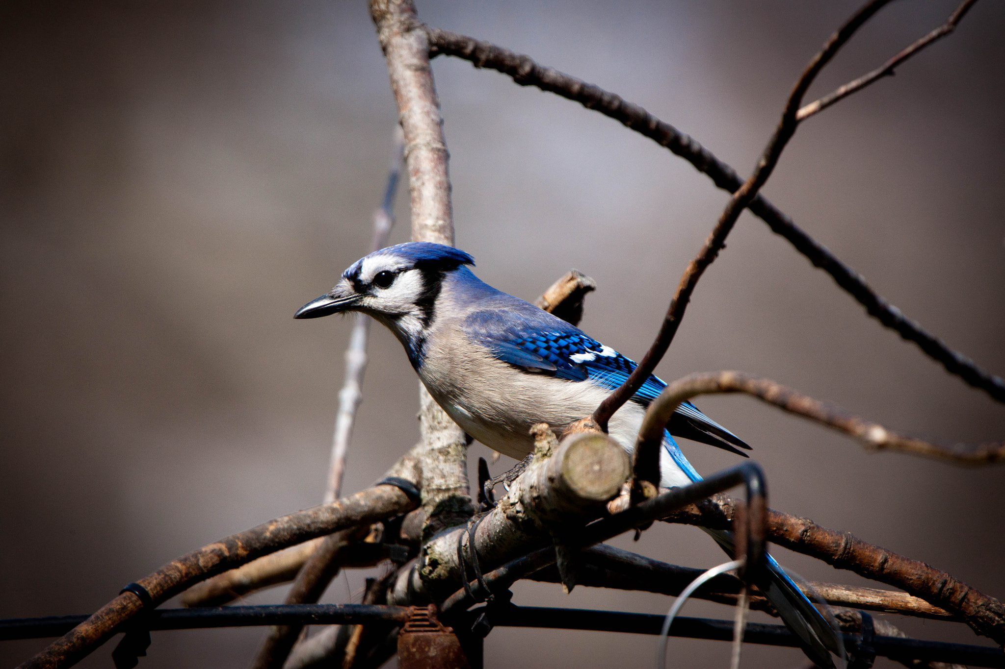 Canon EOS 500D (EOS Rebel T1i / EOS Kiss X3) + Tamron SP 150-600mm F5-6.3 Di VC USD sample photo. Blue jay photography