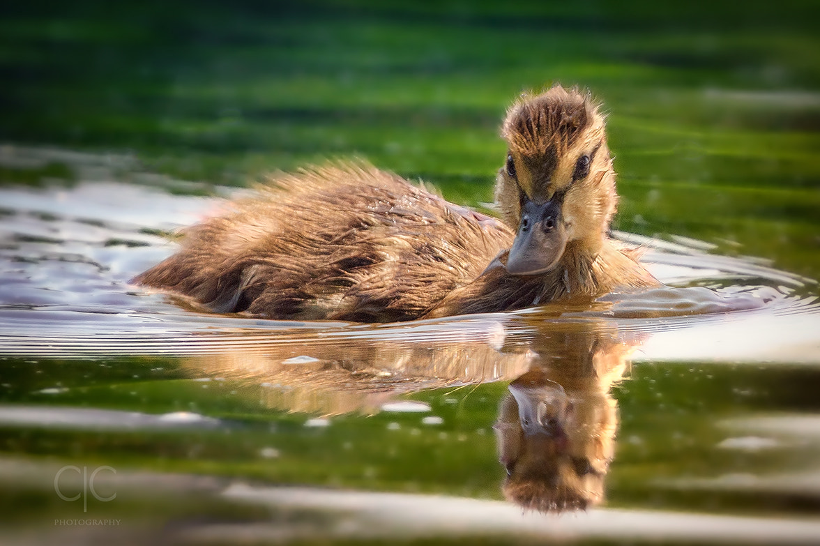 Canon EF 70-200mm F4L IS USM sample photo. The duckling photography