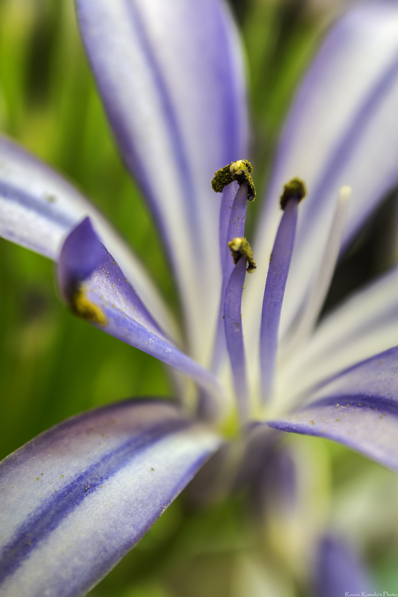 Canon EF-S 18-55mm F3.5-5.6 sample photo. Lady violet photography