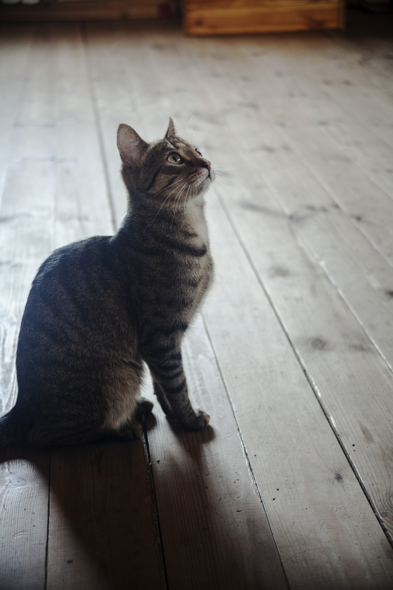 Canon EF 35-105mm f/3.5-4.5 sample photo. Cat photography