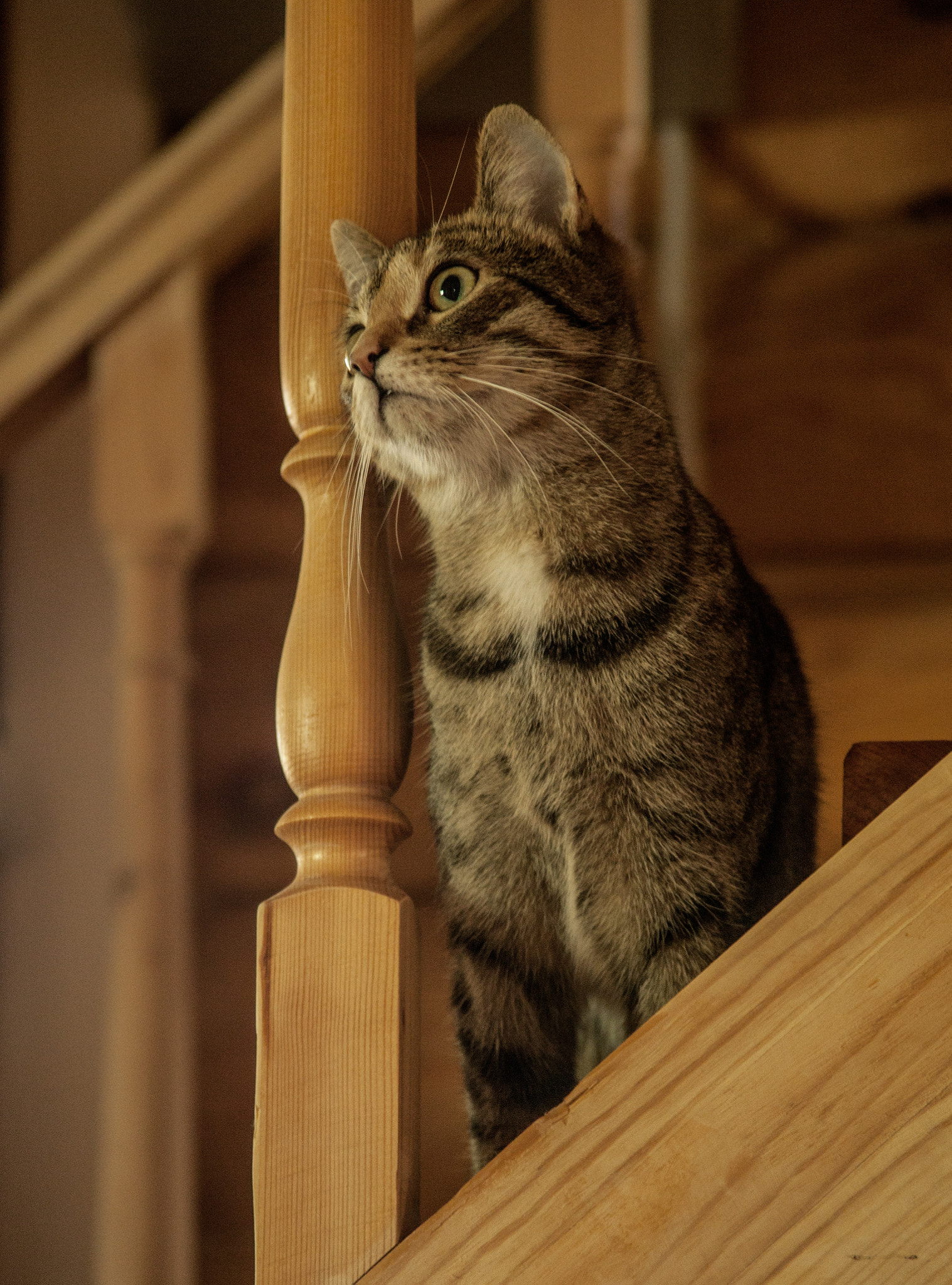 Canon EF 35-105mm f/3.5-4.5 sample photo. Cat photography