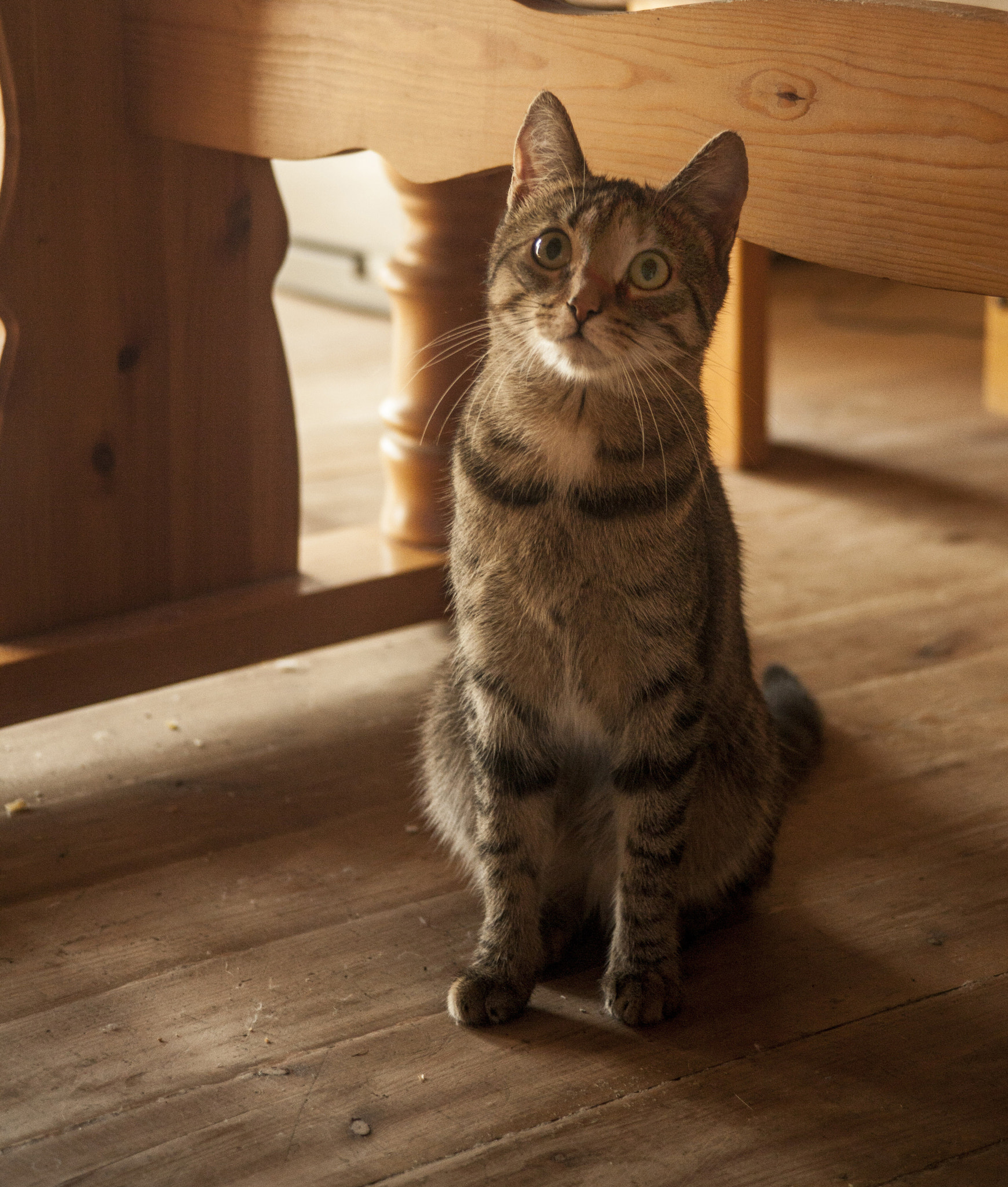 Canon EF 35-105mm f/3.5-4.5 sample photo. Cat photography